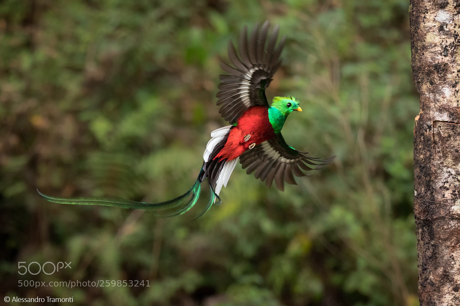 Canon EOS 5D Mark IV sample photo. Resplendent quetzal photography
