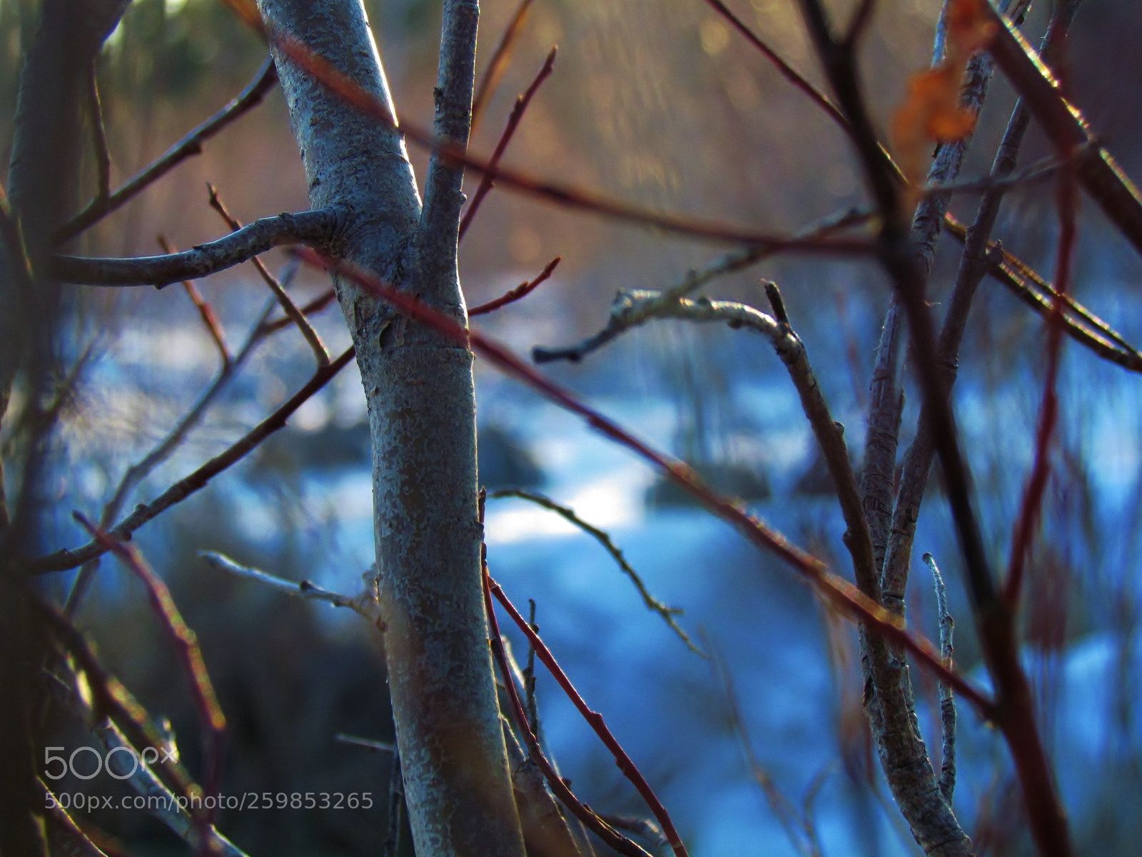 Canon PowerShot SX30 IS sample photo. In the blind photography