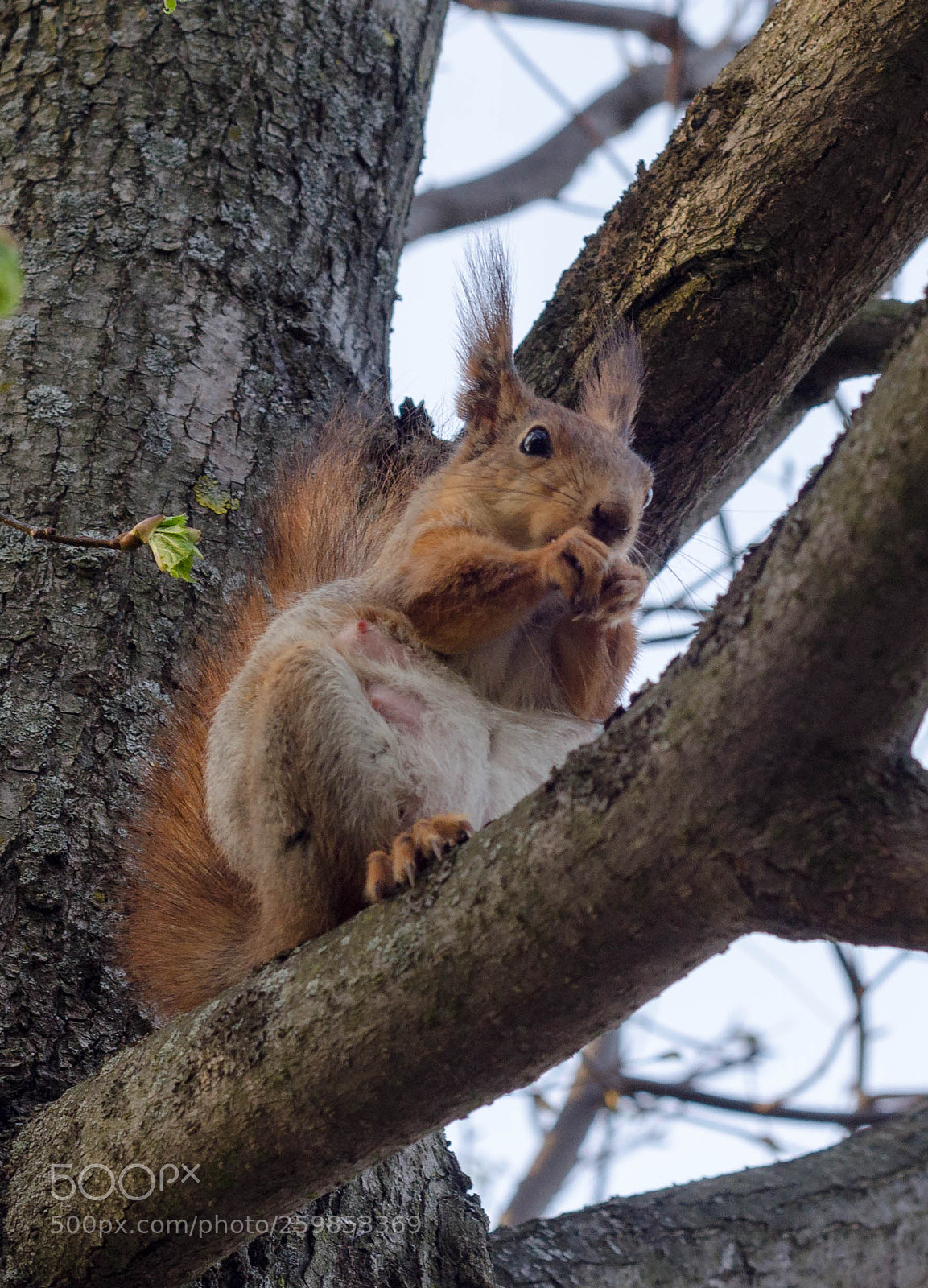 Nikon D7000 sample photo. Squirrel photography