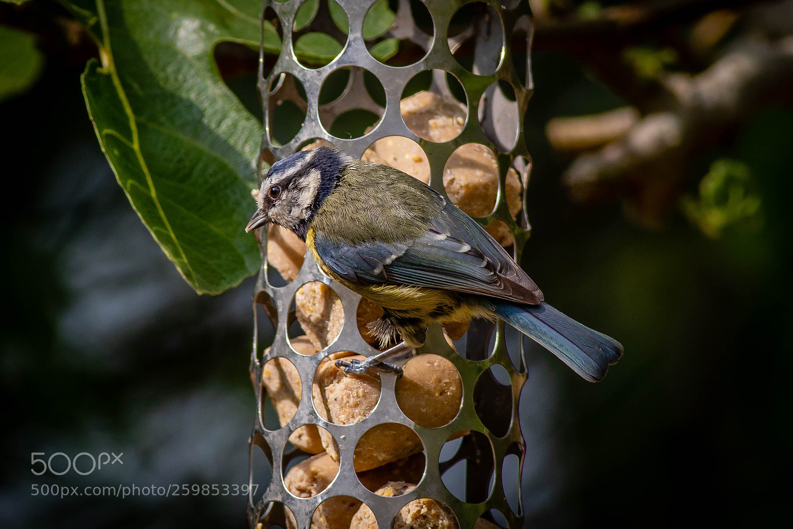 Canon EOS 5D Mark IV sample photo. Hungry blue tit.jpg photography
