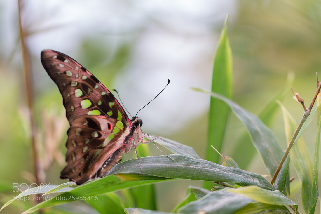 Canon EOS 7D sample photo. Butterfly graphium photography