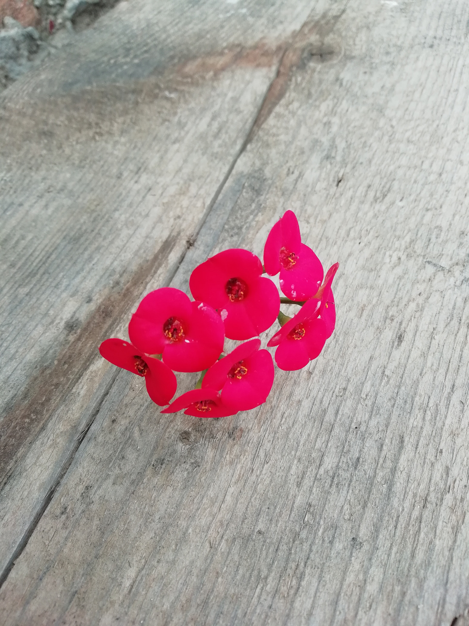 HUAWEI P SMART sample photo