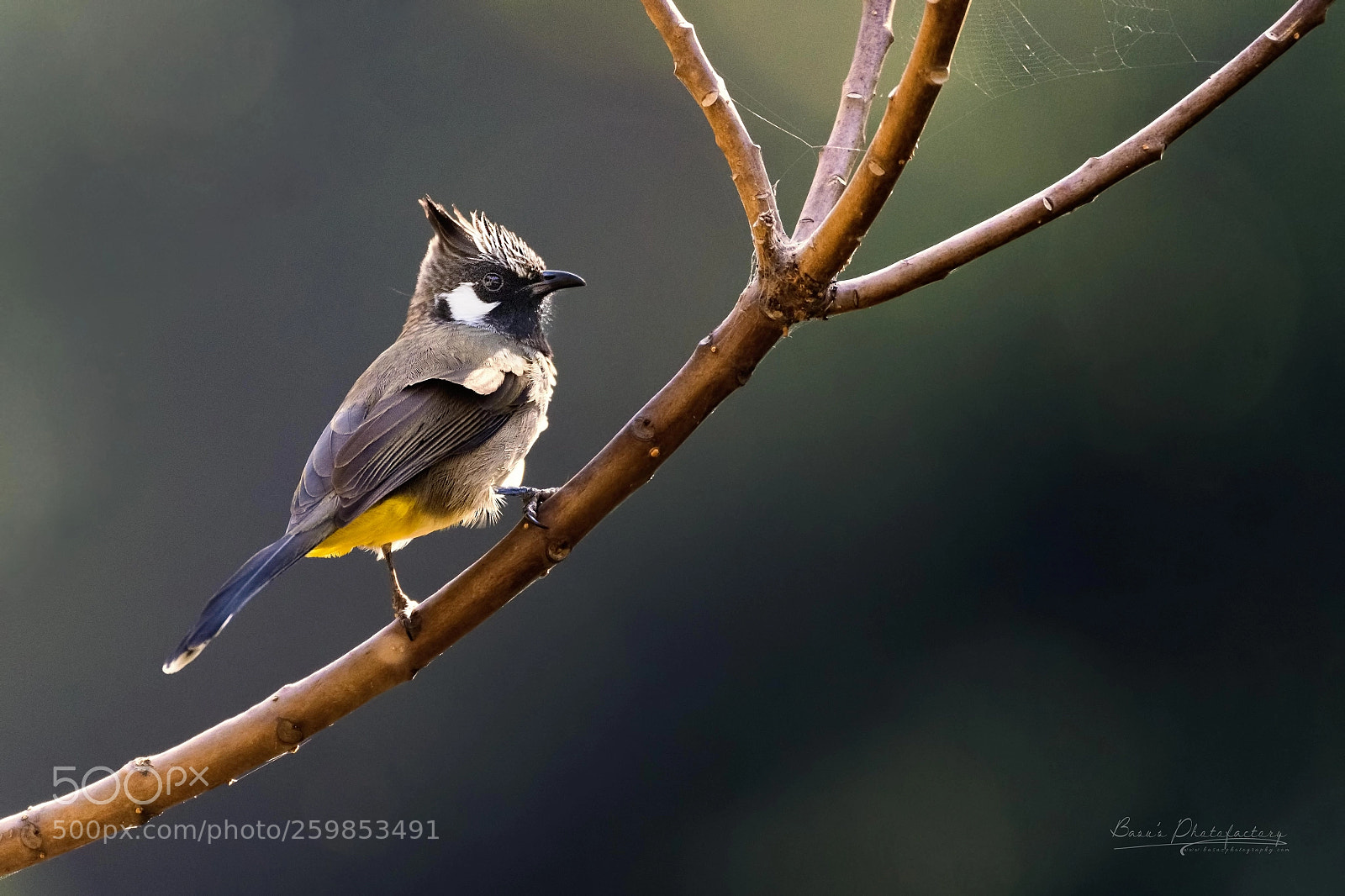 Nikon D810 sample photo. Himalayan bulbul photography
