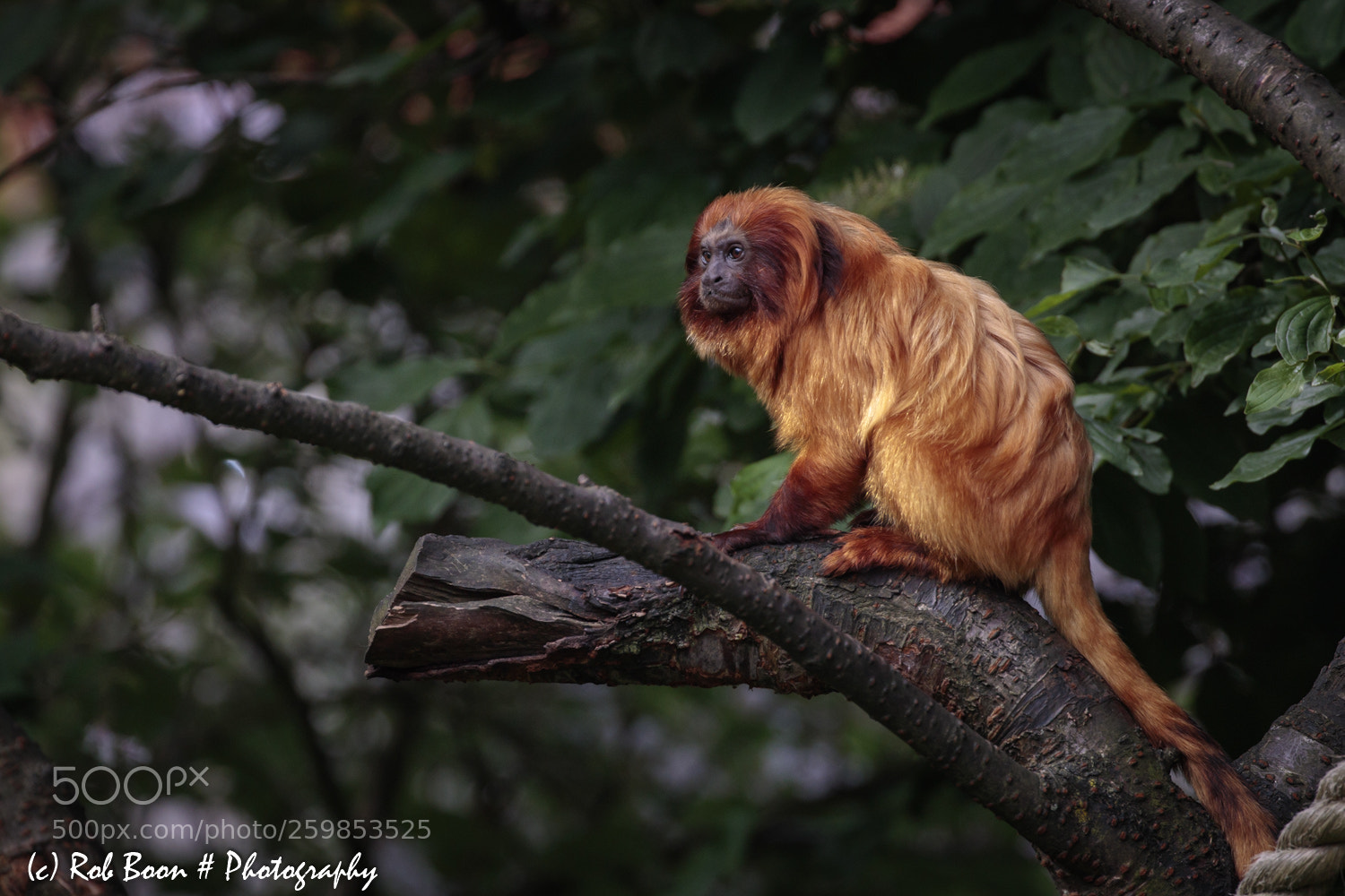 Canon EOS 5DS sample photo. Gouden leeuwaap photography