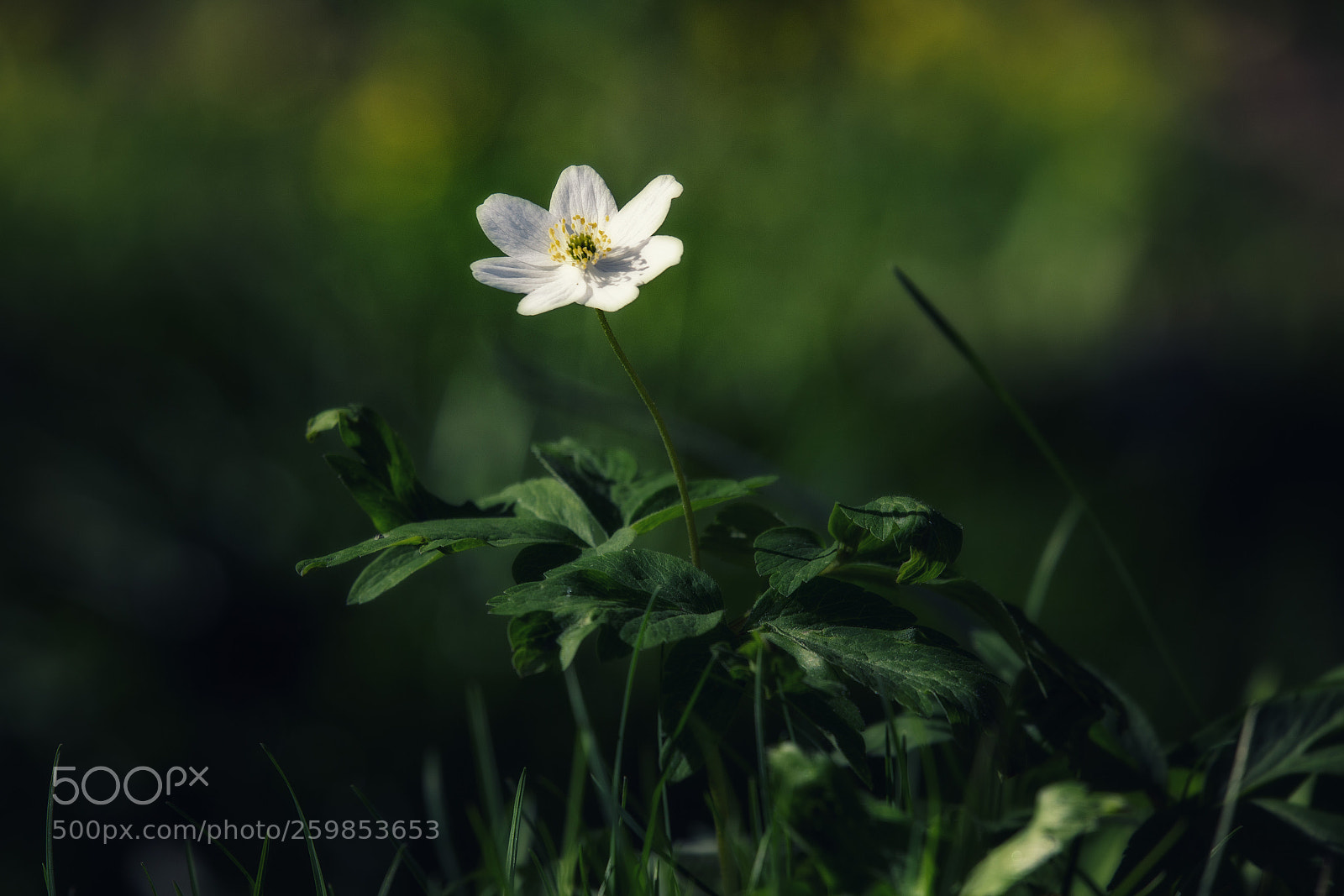 Canon EOS 6D sample photo. Vitsippa photography