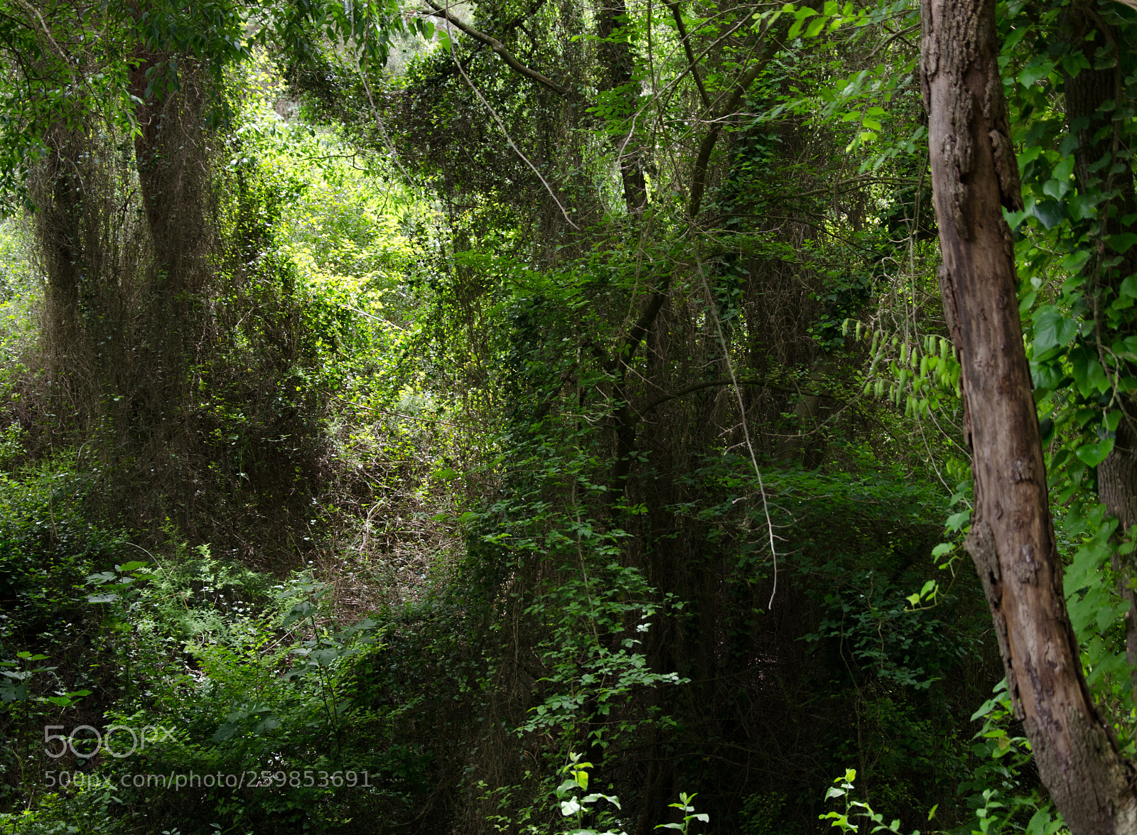 Nikon D5100 sample photo. Frondoso photography