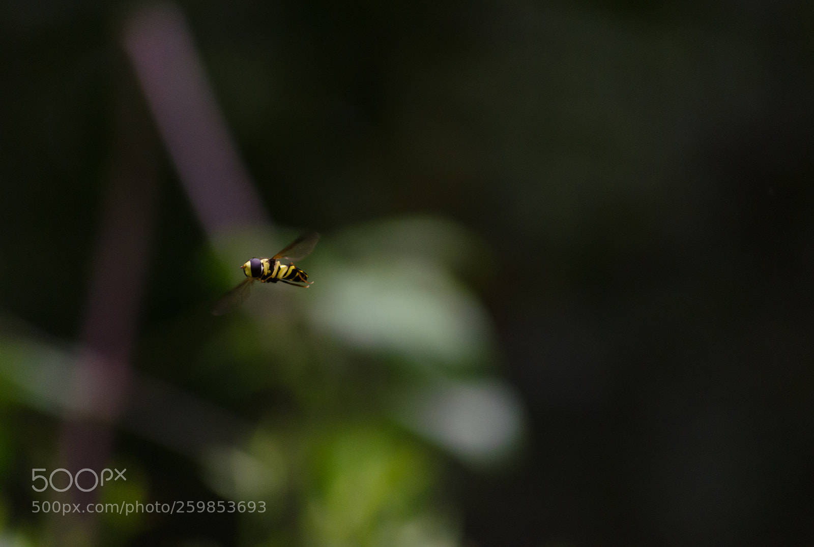 Nikon D5100 sample photo. Bzzz photography