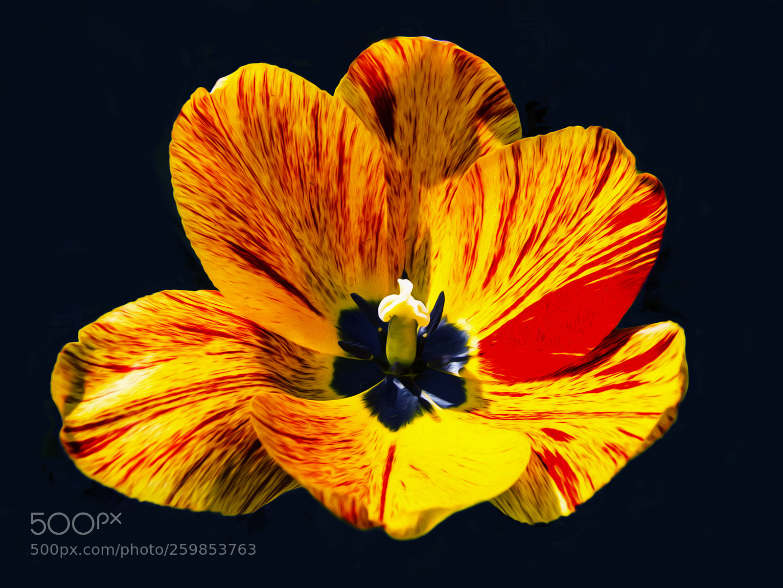 Canon EOS 70D sample photo. Tulip photography