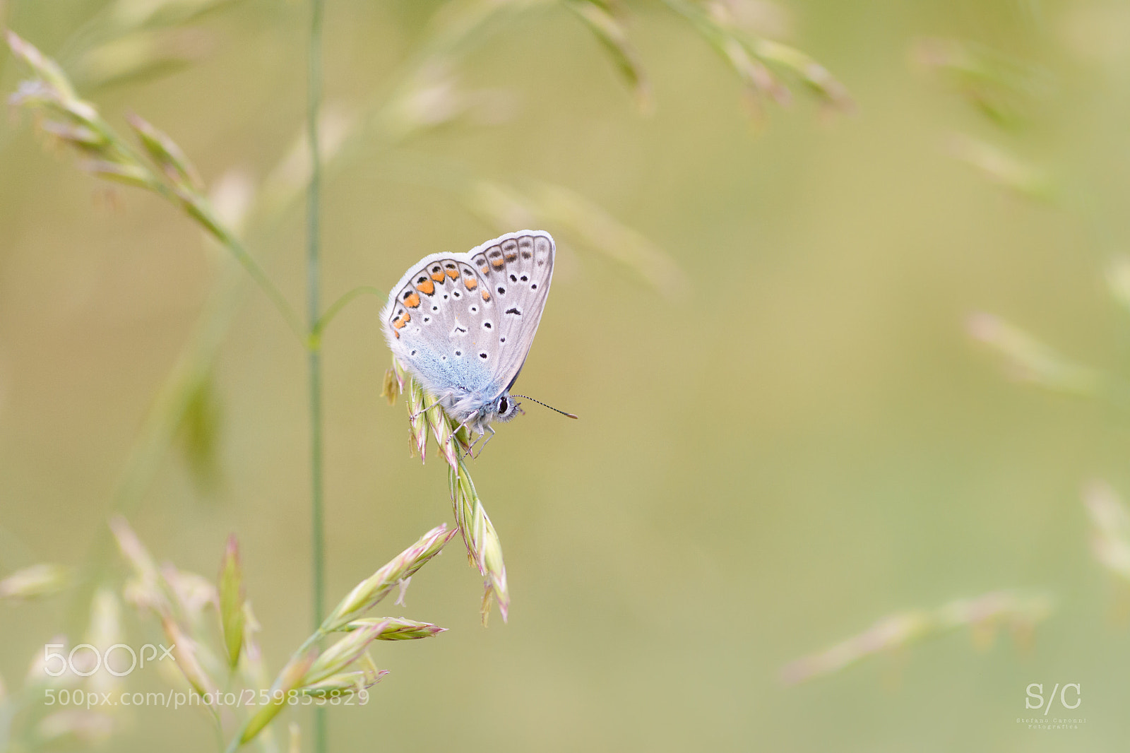 Nikon D7200 sample photo. Butterfly #17 photography