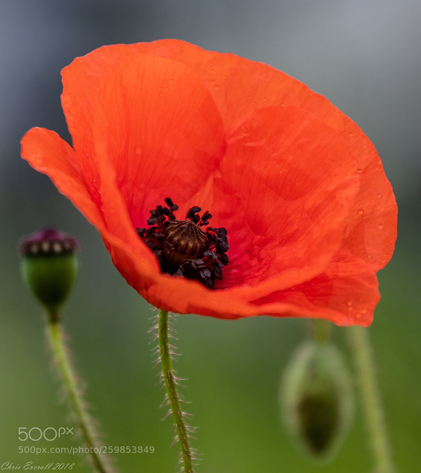Canon EOS 77D (EOS 9000D / EOS 770D) sample photo. The poppy. photography