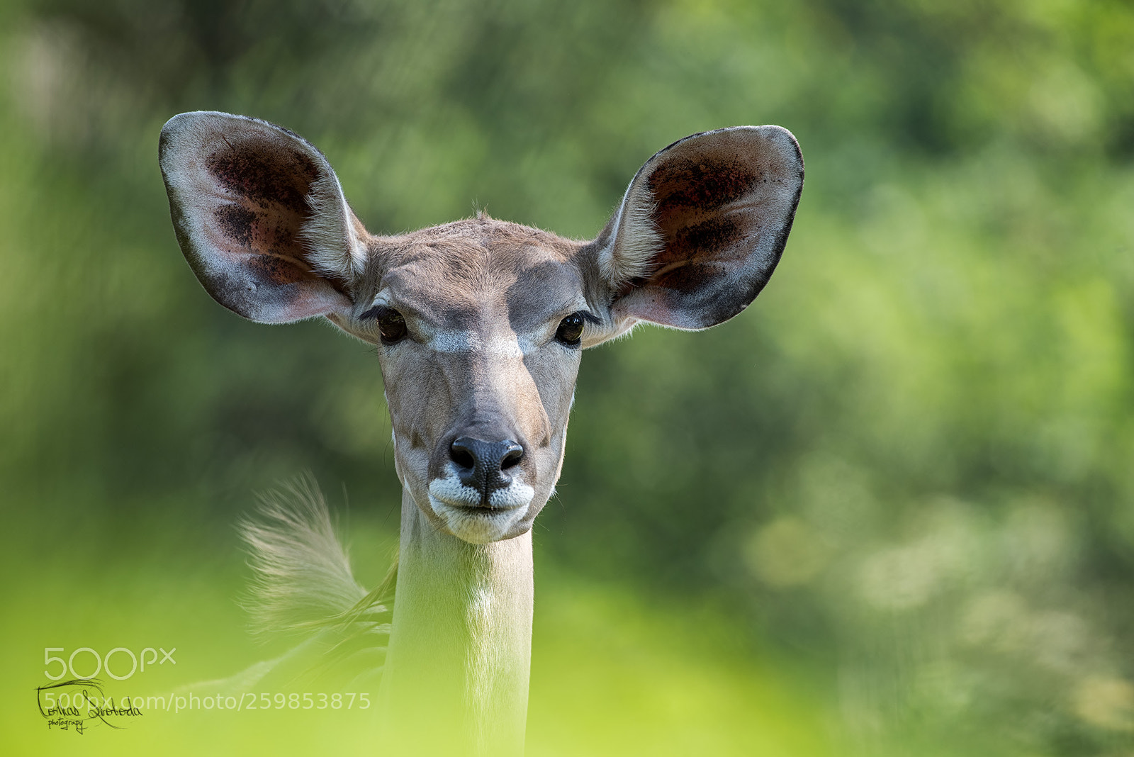 Nikon D750 sample photo. The greater kudu tragelaphus photography