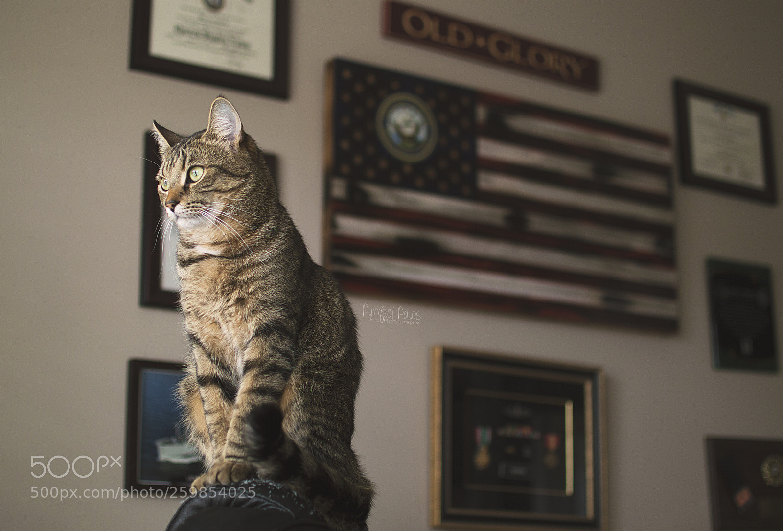 Nikon D3200 sample photo. Honoring those who have photography