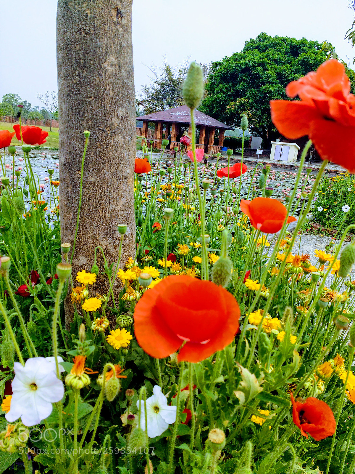 Motorola MotoG3 sample photo. Flowers photography