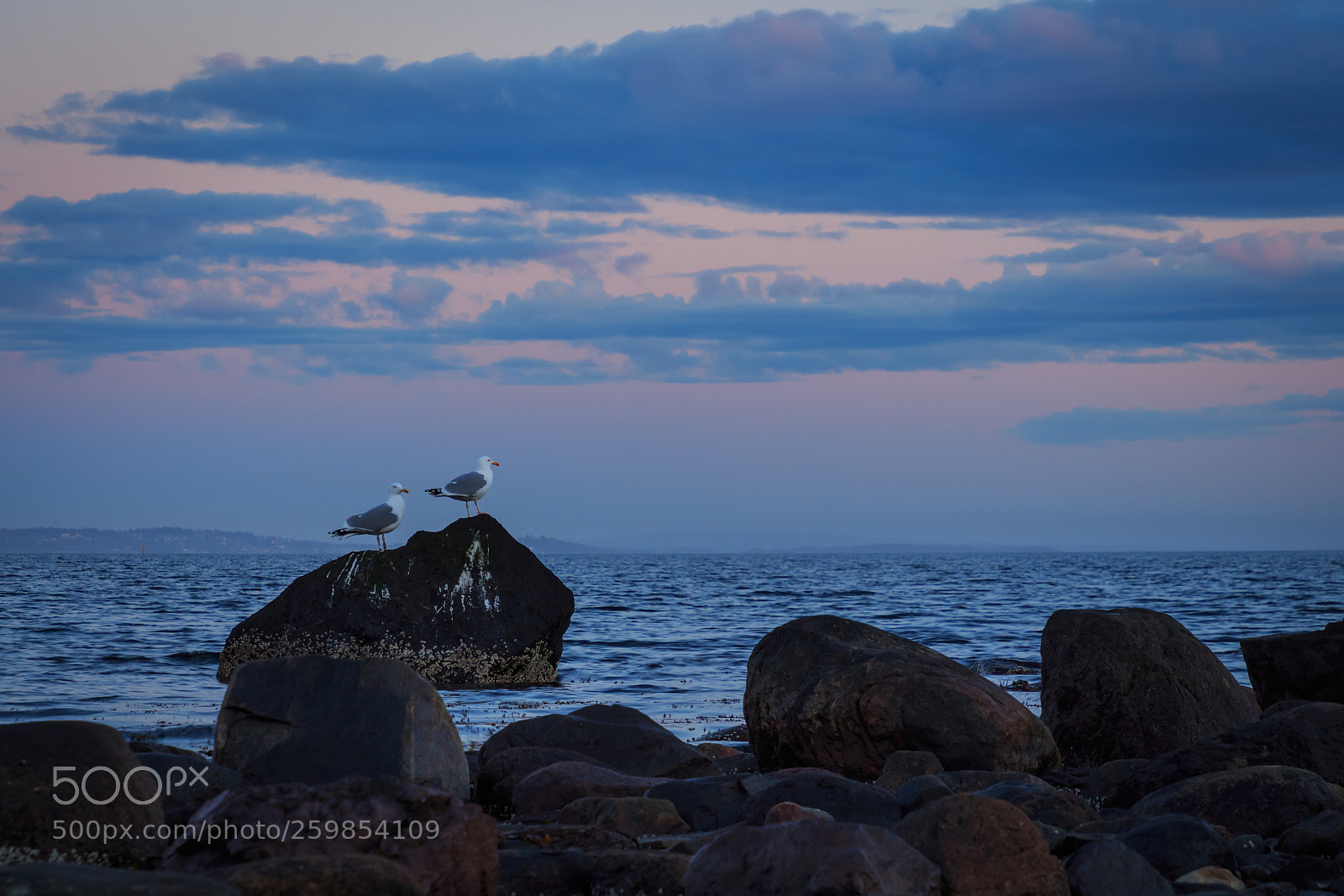 Canon EOS 700D (EOS Rebel T5i / EOS Kiss X7i) sample photo. Seagulls photography