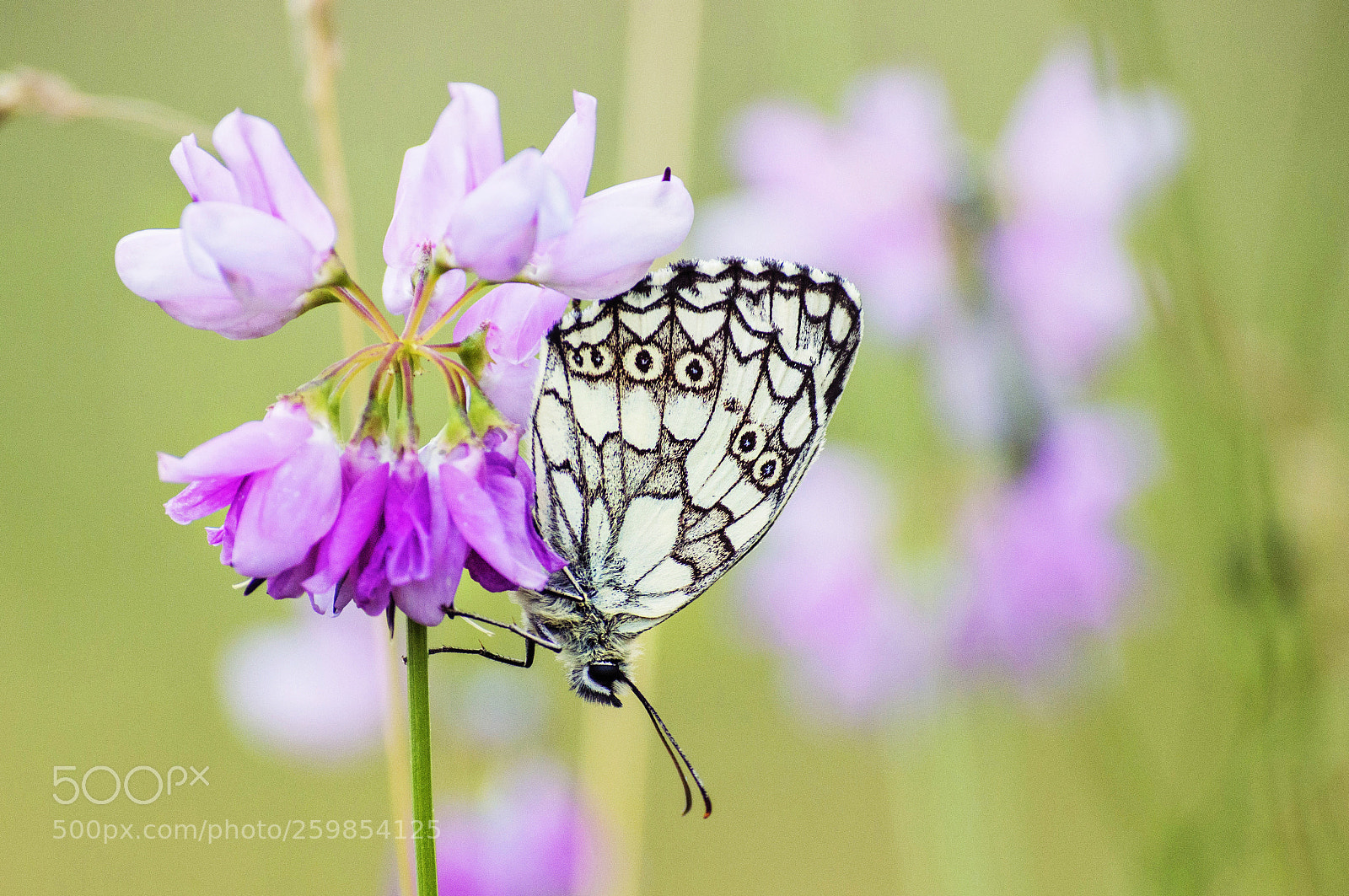 Nikon D3200 sample photo. * photography