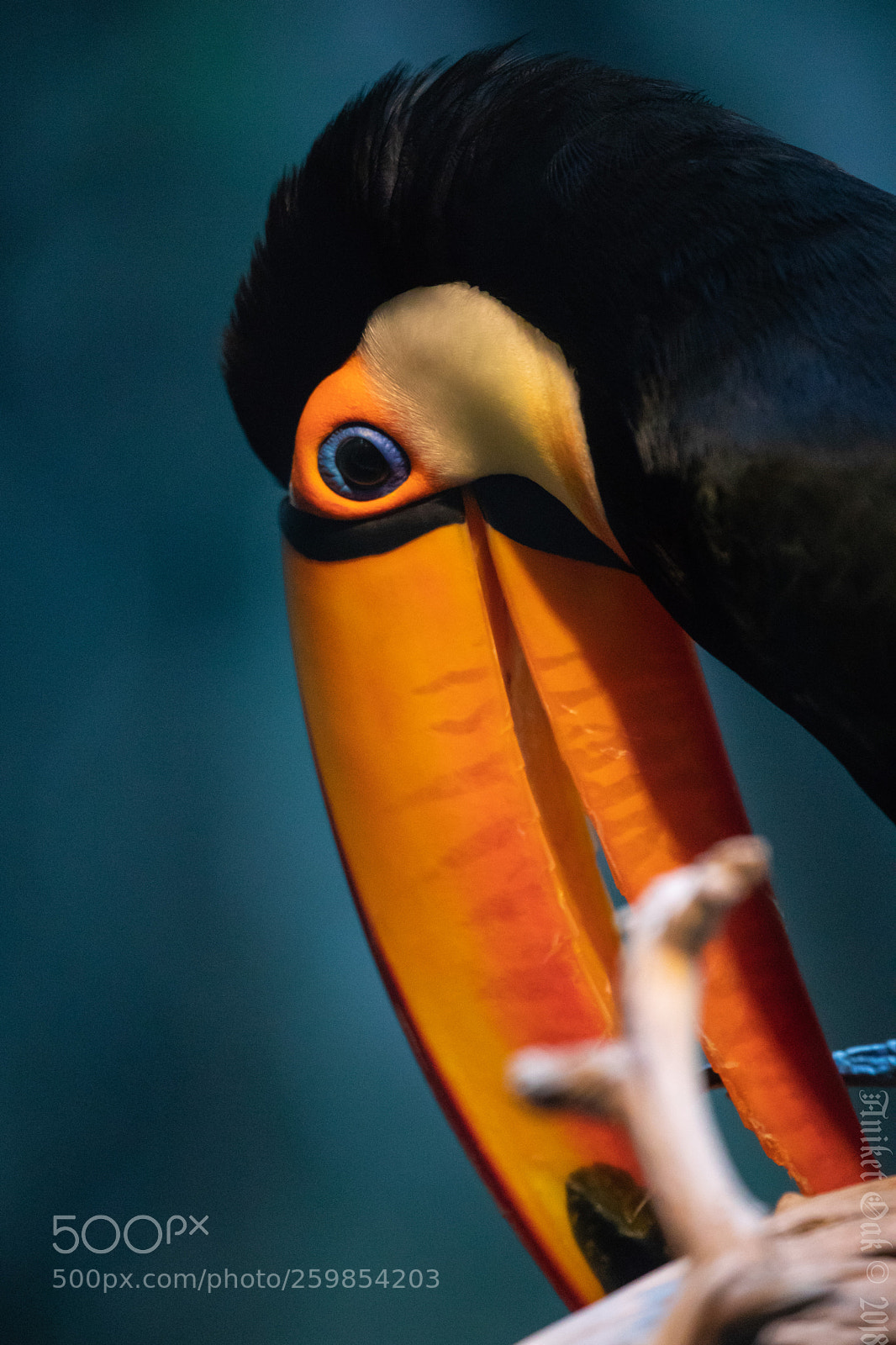 Canon EOS 5D Mark IV sample photo. Toco toucan photography