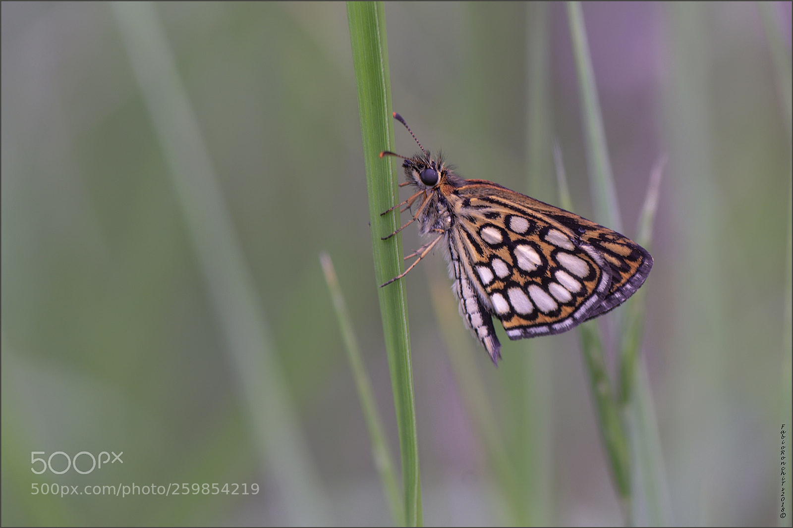 Nikon D500 sample photo. Morfeo - heteropterus morpheus photography