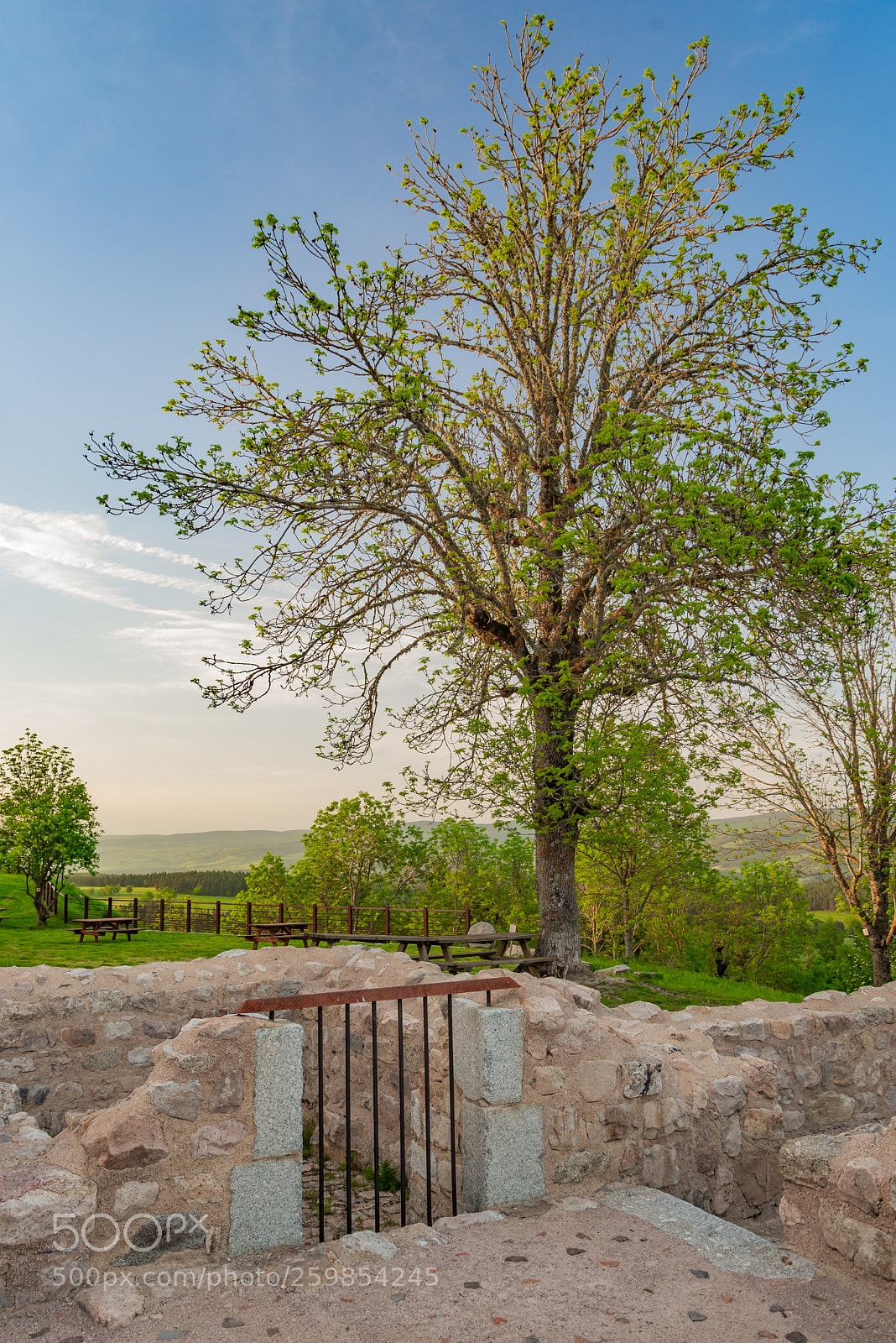 Nikon D610 sample photo. Stone and tree photography