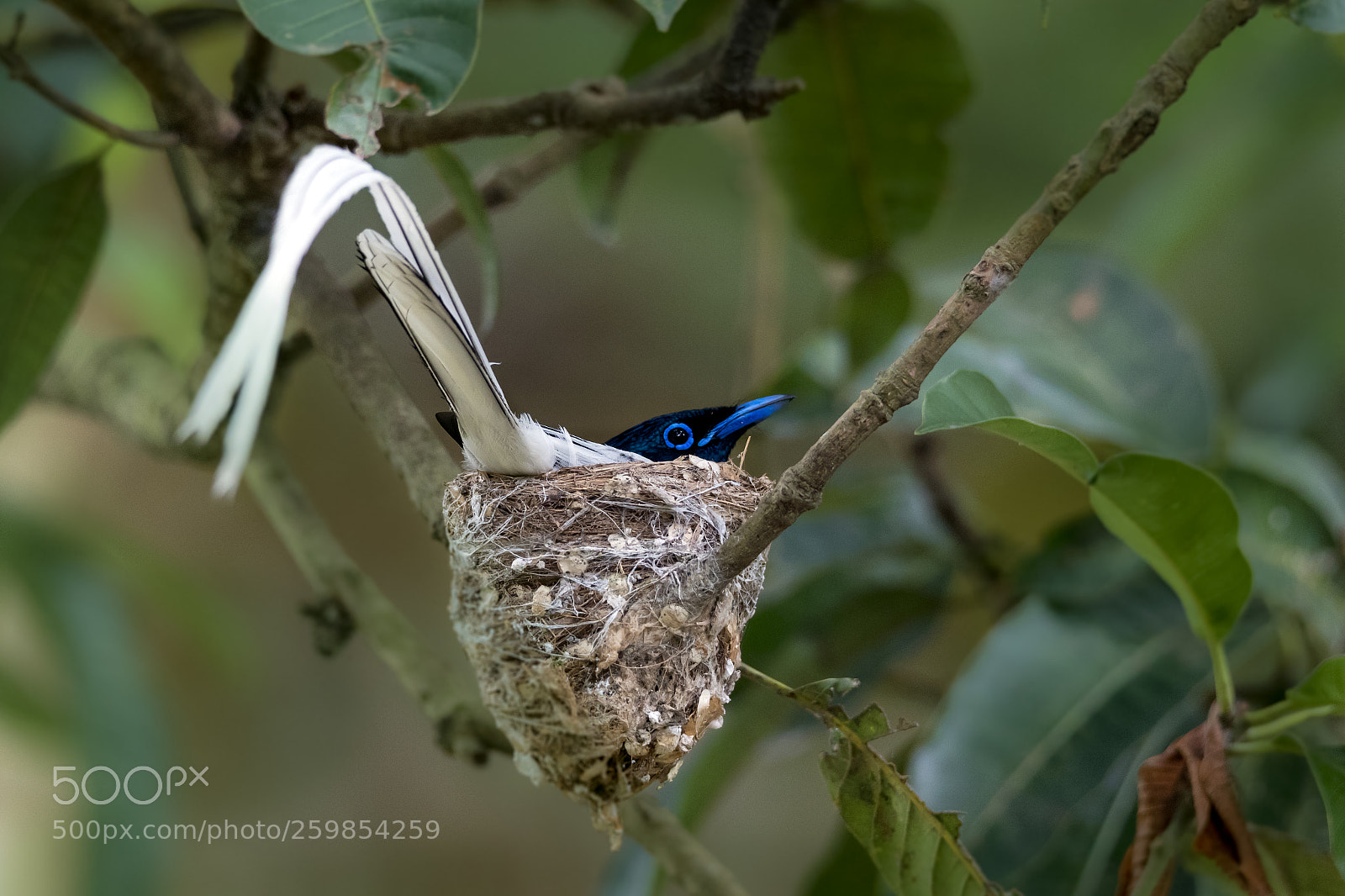 Canon EOS 7D Mark II sample photo. Indian paradise flycatcher photography