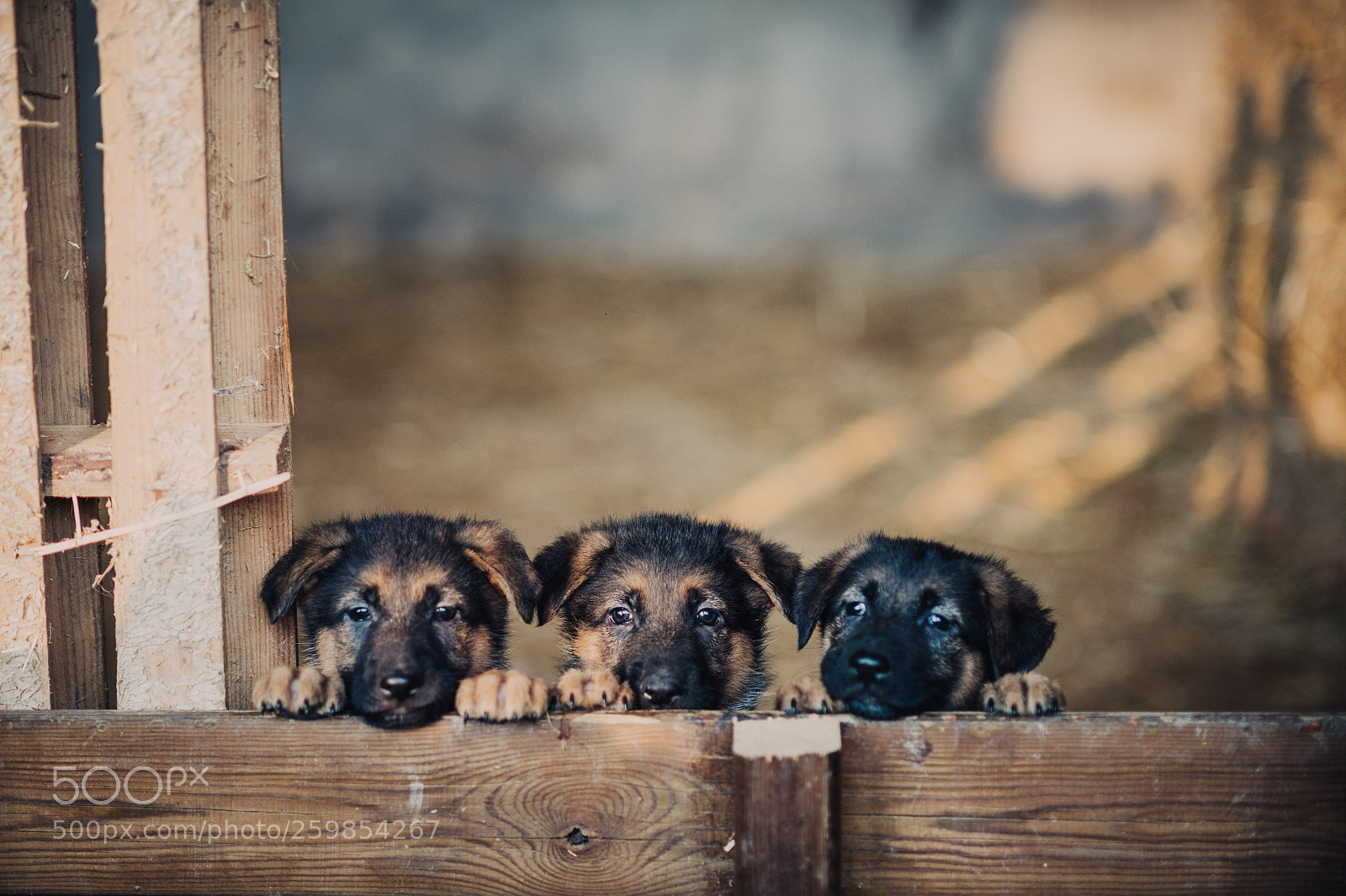 Nikon D850 sample photo. 3 little bears photography