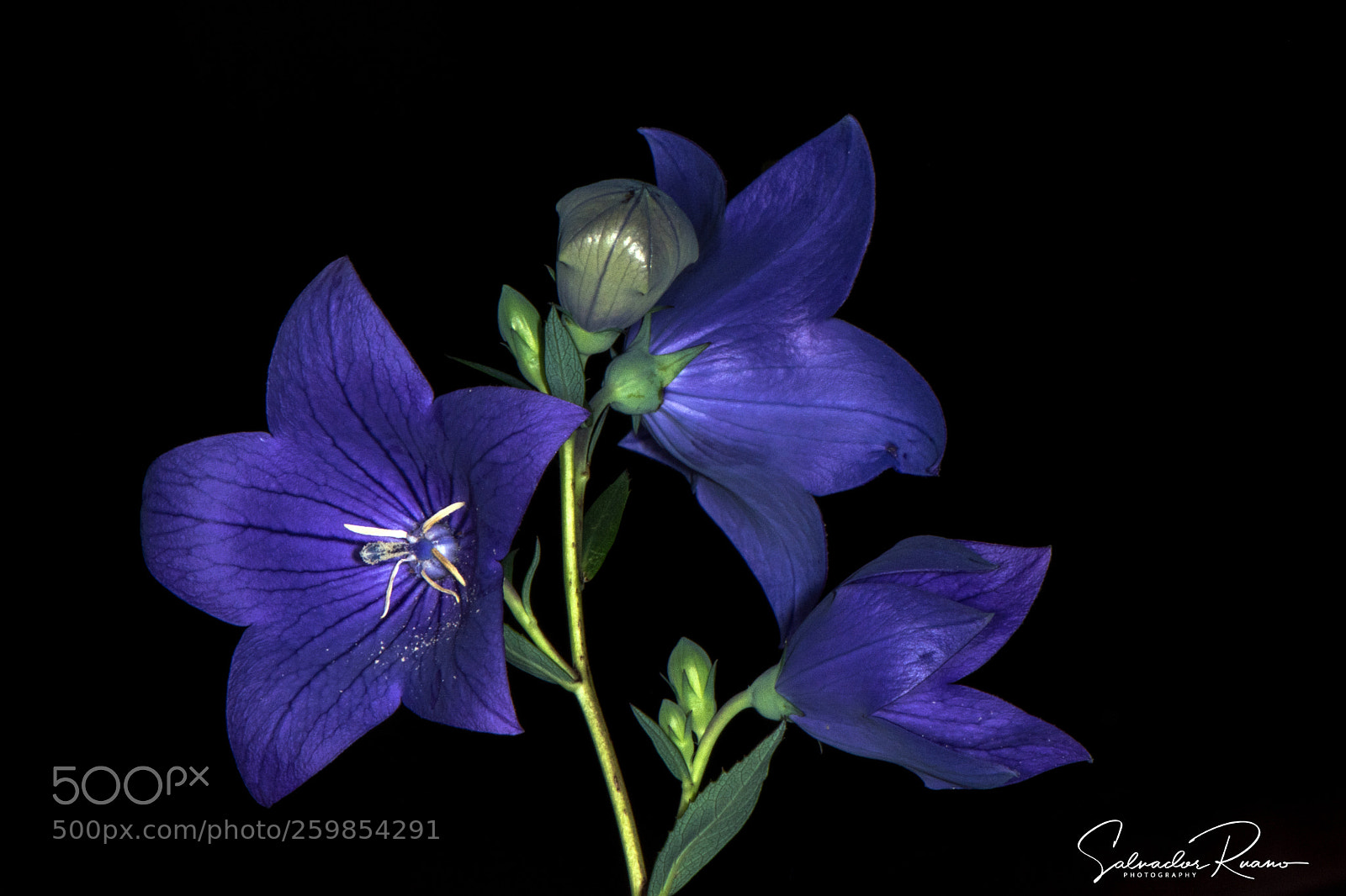 Nikon D7500 sample photo. Flor globo azul photography