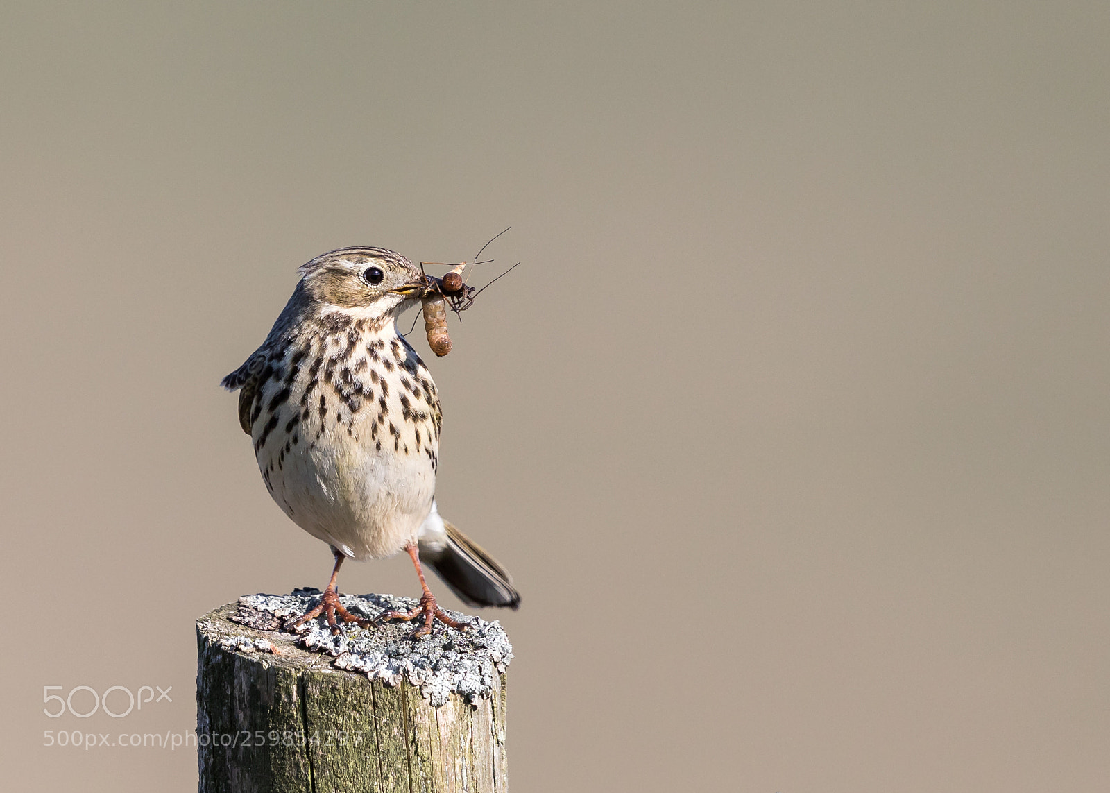 Canon EOS 5D Mark IV sample photo. Meadow pipit photography