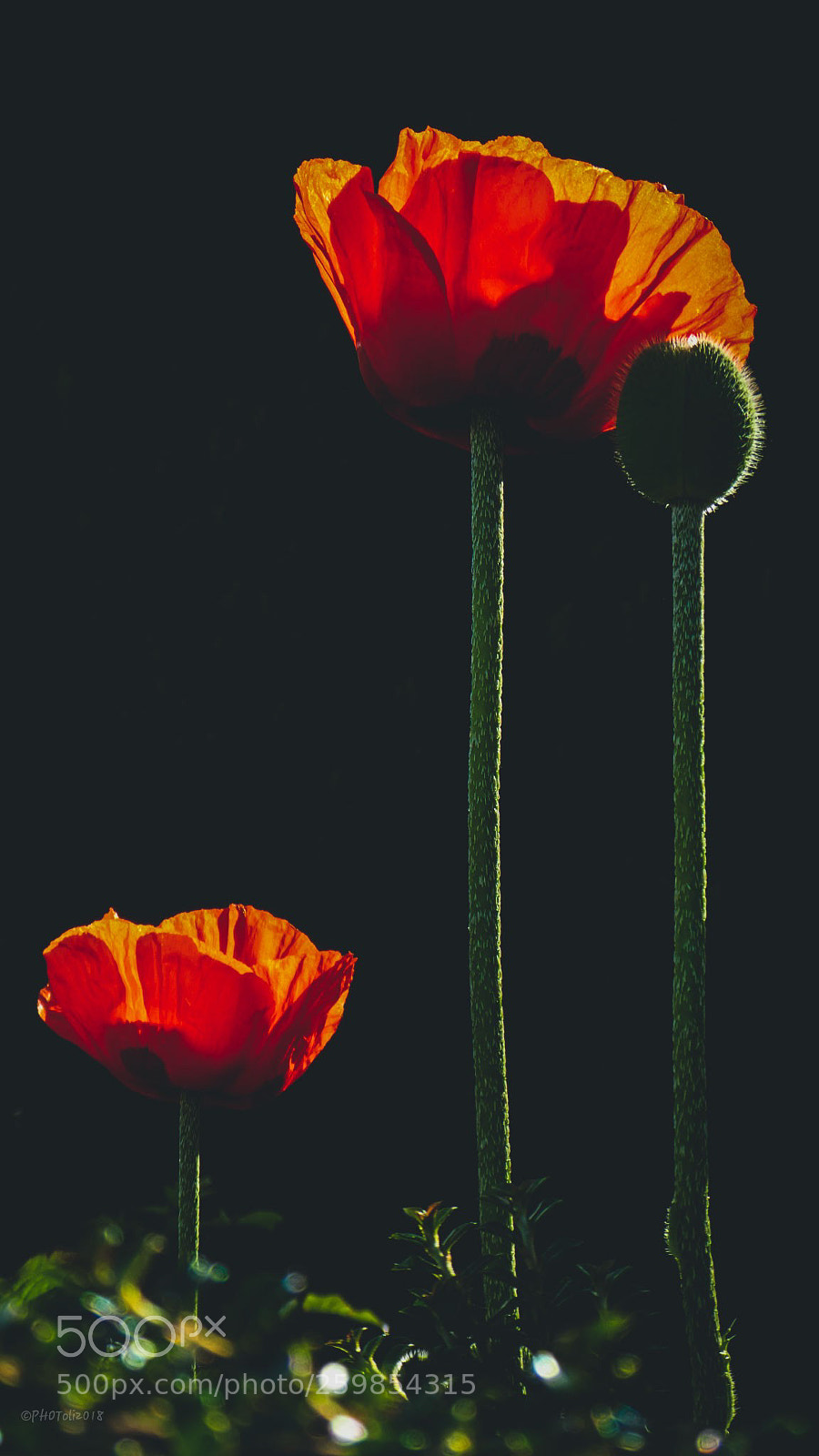Panasonic DMC-TZ81 sample photo. "feuermohn" photography