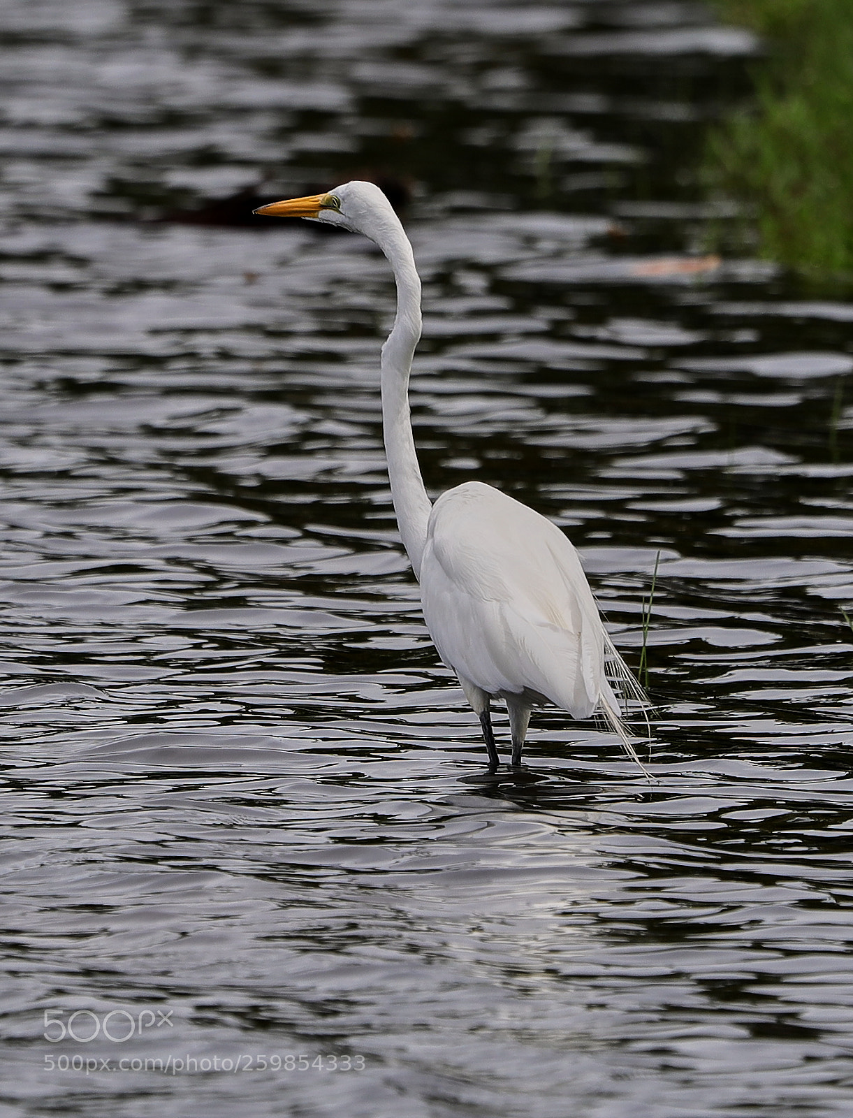 Canon EOS-1D X Mark II sample photo. 05-28-18-0020172.jpg photography