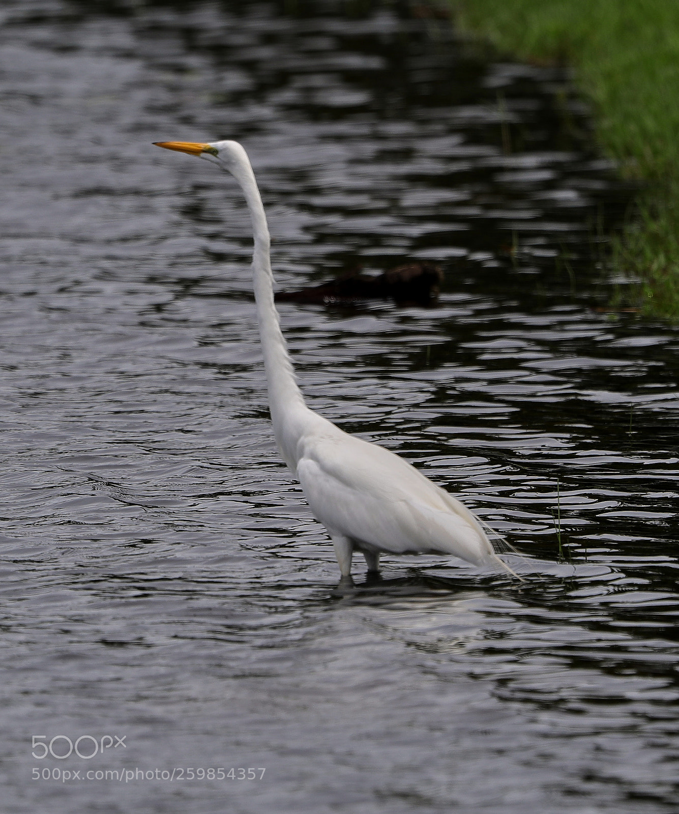 Canon EOS-1D X Mark II sample photo. 05-28-18-0020169.jpg photography