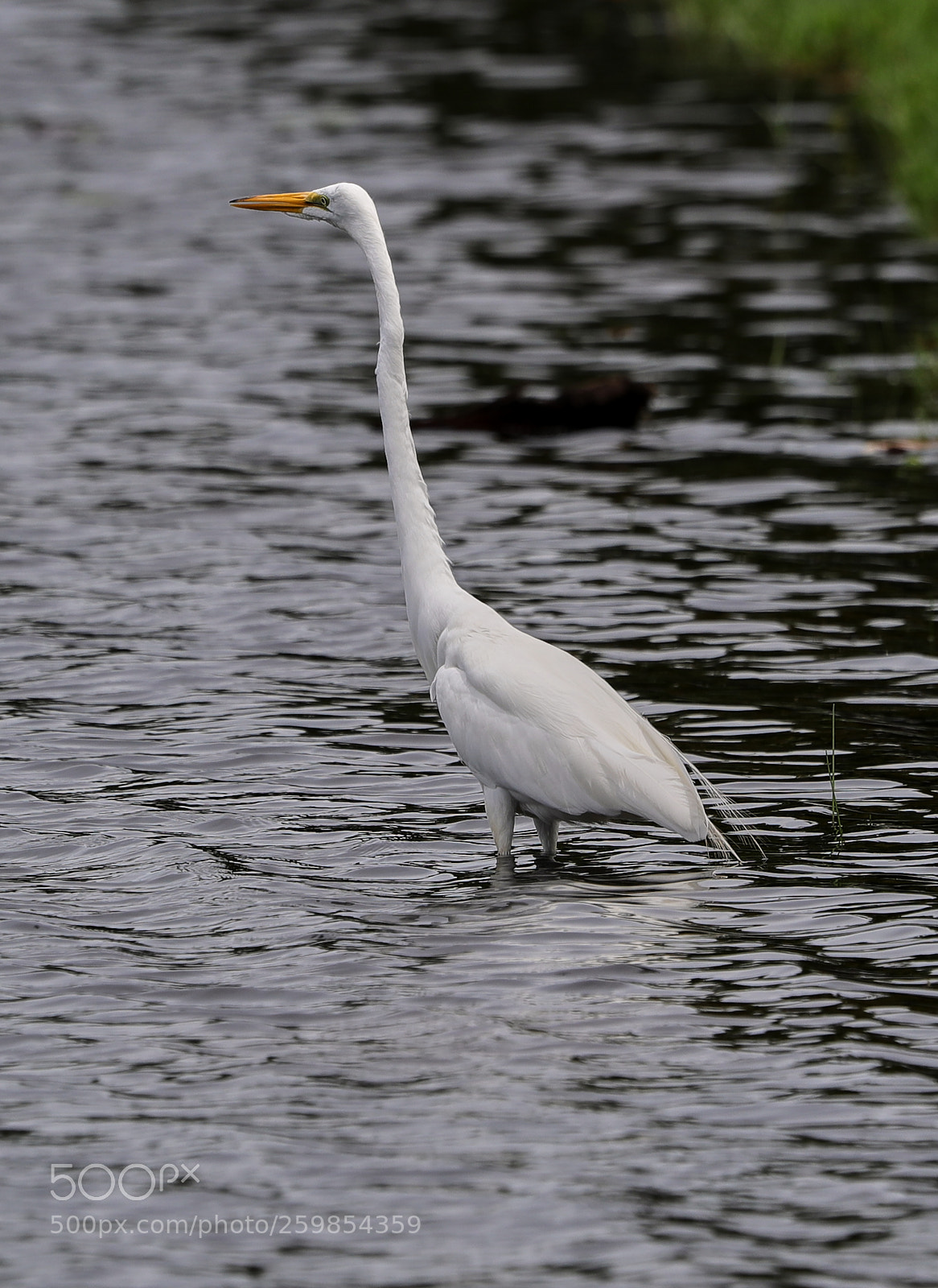 Canon EOS-1D X Mark II sample photo. 05-28-18-0020168.jpg photography