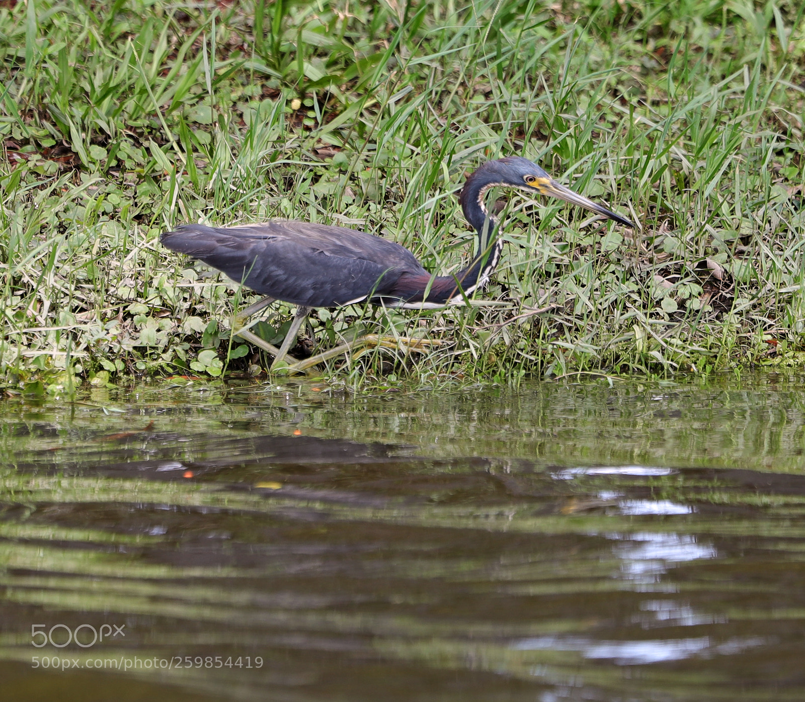 Canon EOS-1D X Mark II sample photo. 05-28-18-0020162.jpg photography