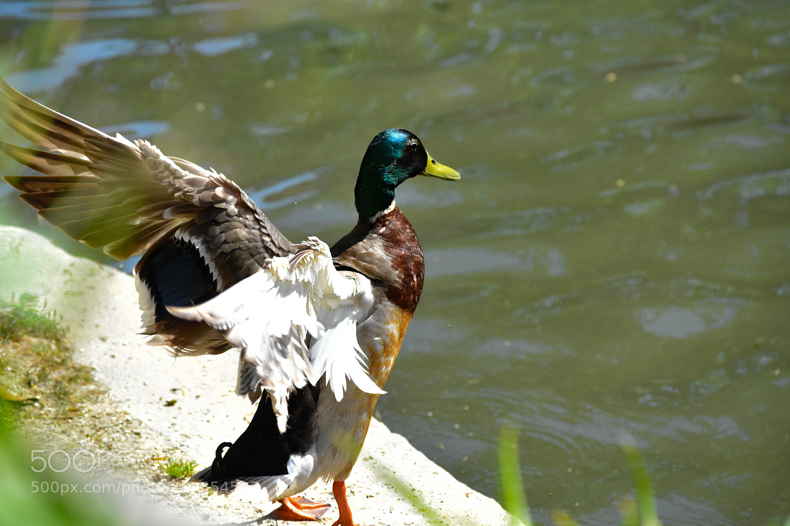 Nikon D3400 sample photo. Prepare for takeoff photography