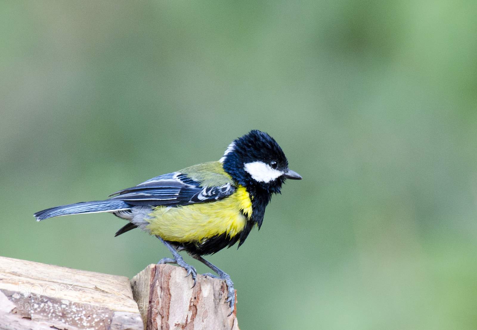 Nikon D5100 sample photo. Black lored tit photography