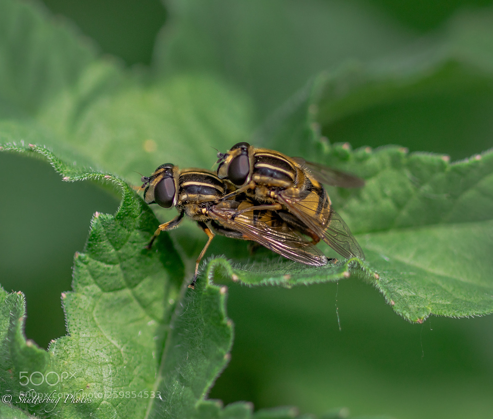 Canon EOS 80D sample photo. Hover love photography