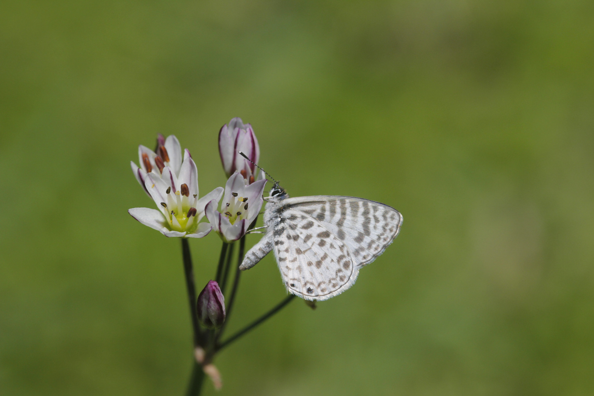 Sigma 105mm F2.8 EX DG Macro sample photo. The butterfly and the flower a love affair photography