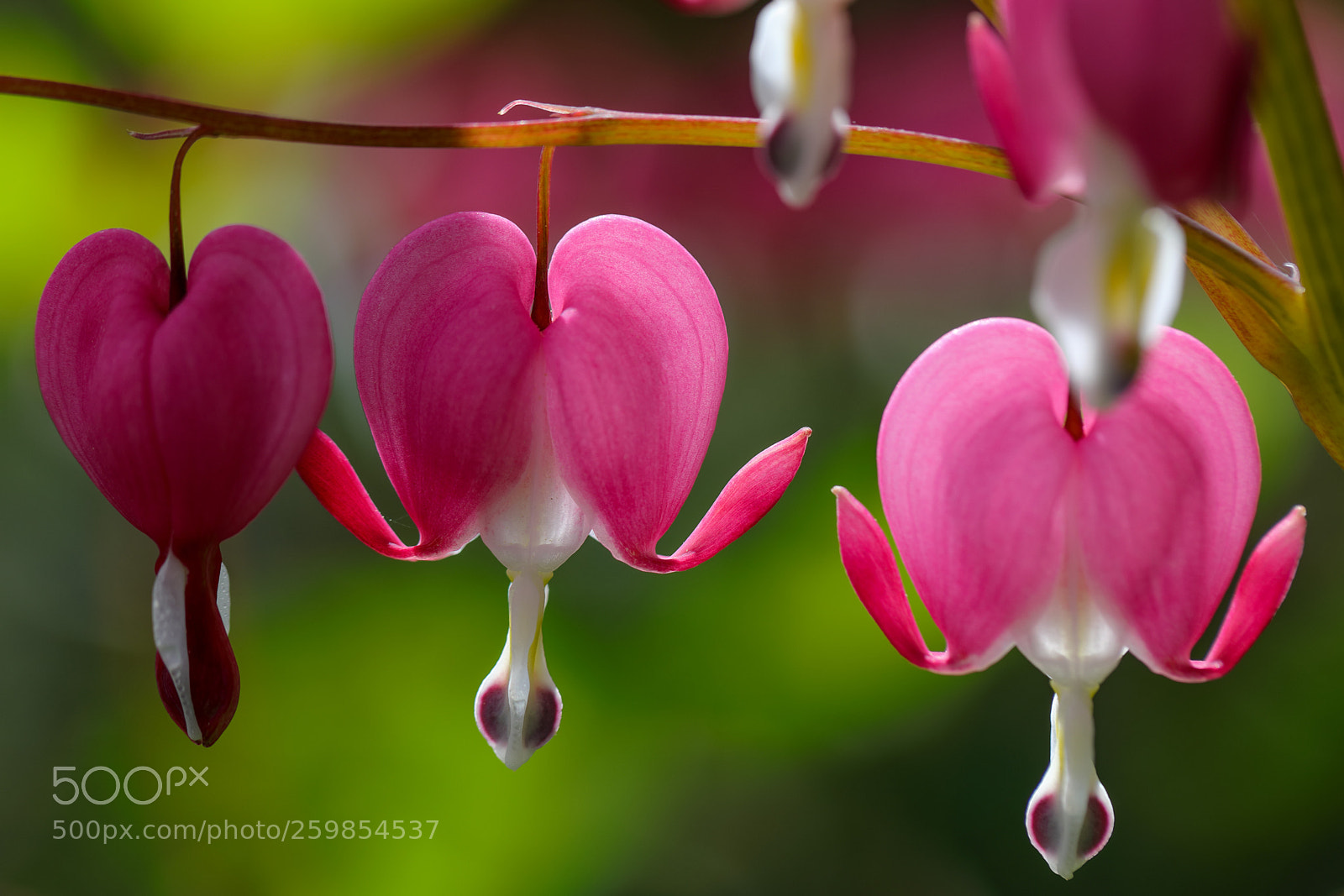 Canon EOS 5D Mark IV sample photo. Bleeding heart tr nendes photography
