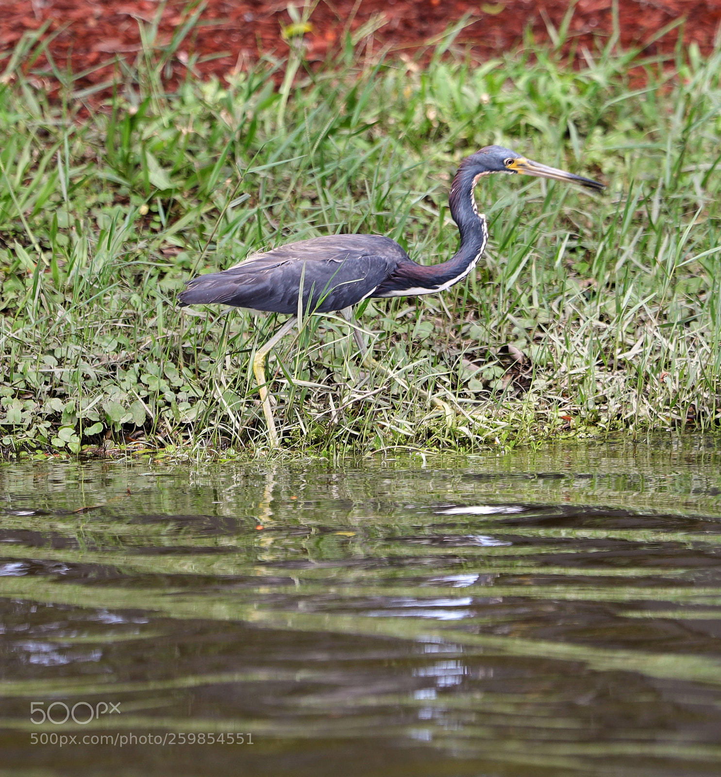 Canon EOS-1D X Mark II sample photo. 05-28-18-0020160.jpg photography