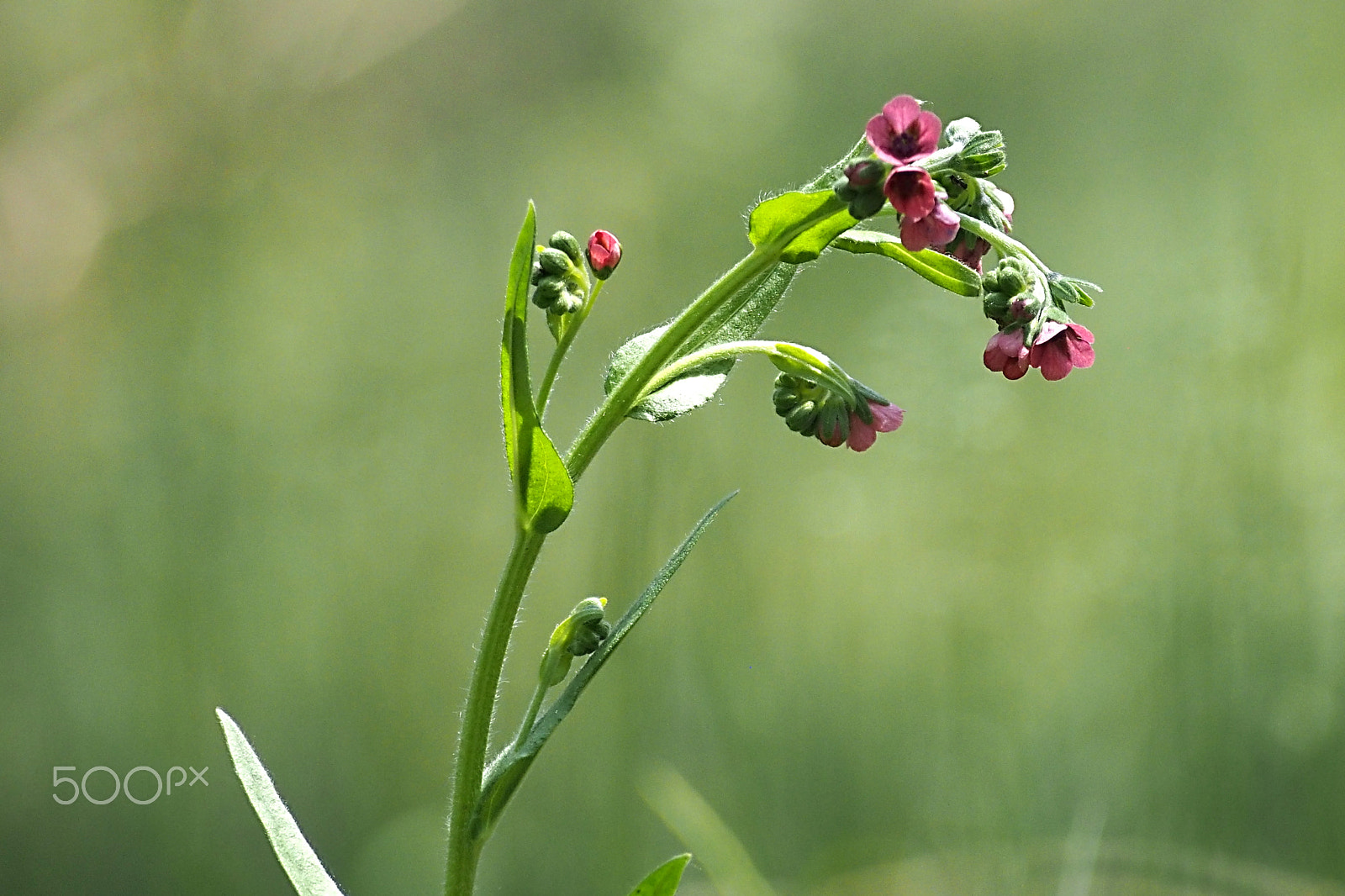 Olympus PEN E-PL6 sample photo. Medicinal herb - healing beauty. photography