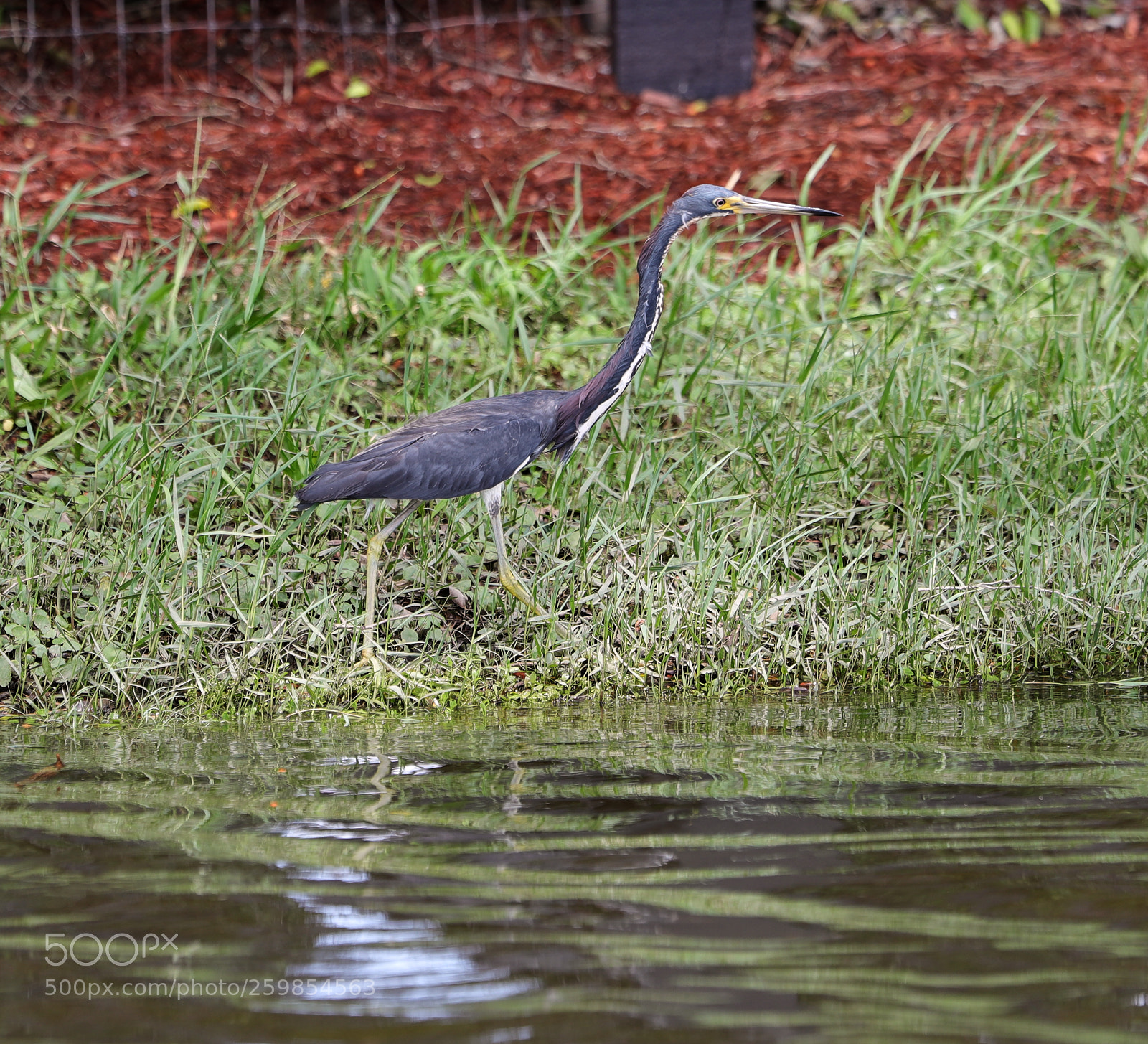 Canon EOS-1D X Mark II sample photo. 05-28-18-0020159.jpg photography