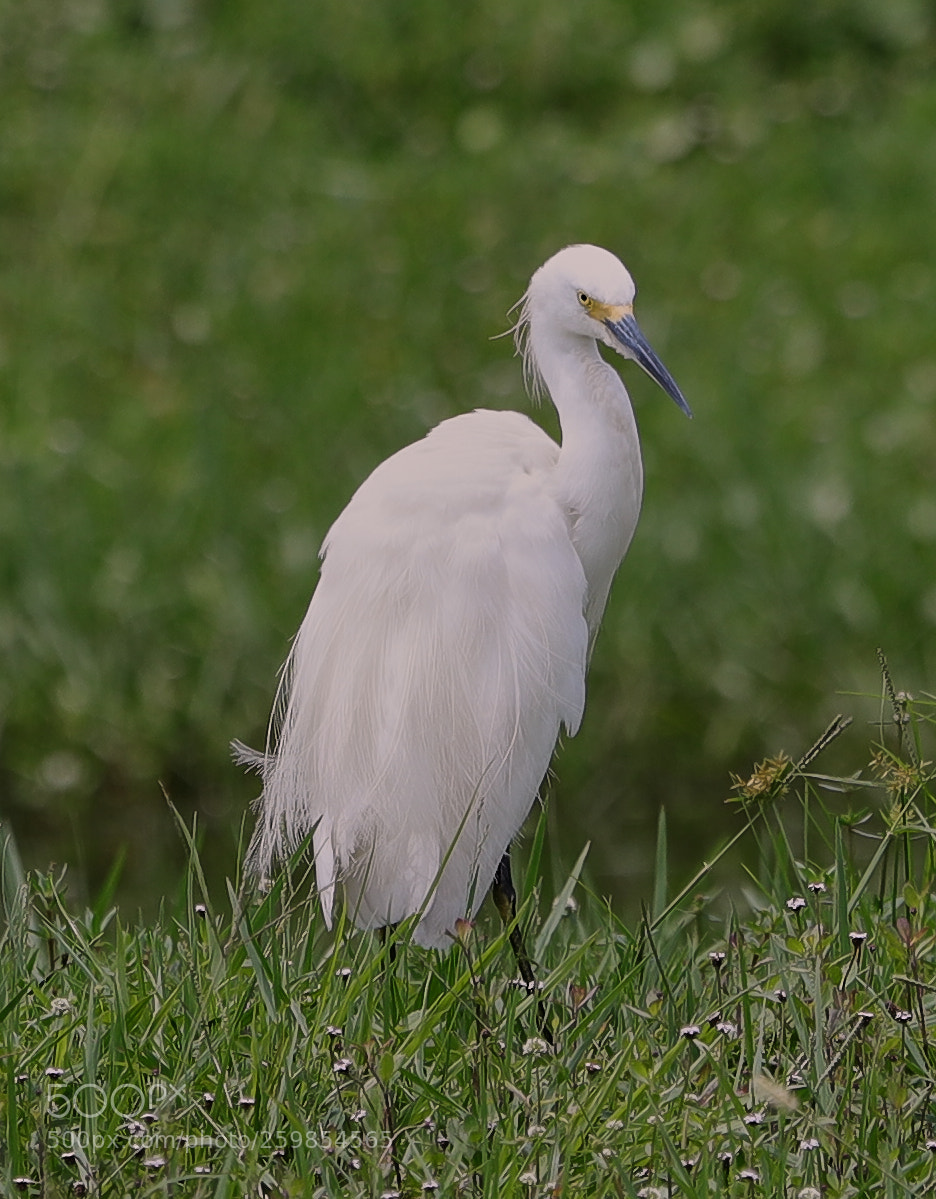 Canon EOS-1D X Mark II sample photo. 05-28-18-0020156.jpg photography
