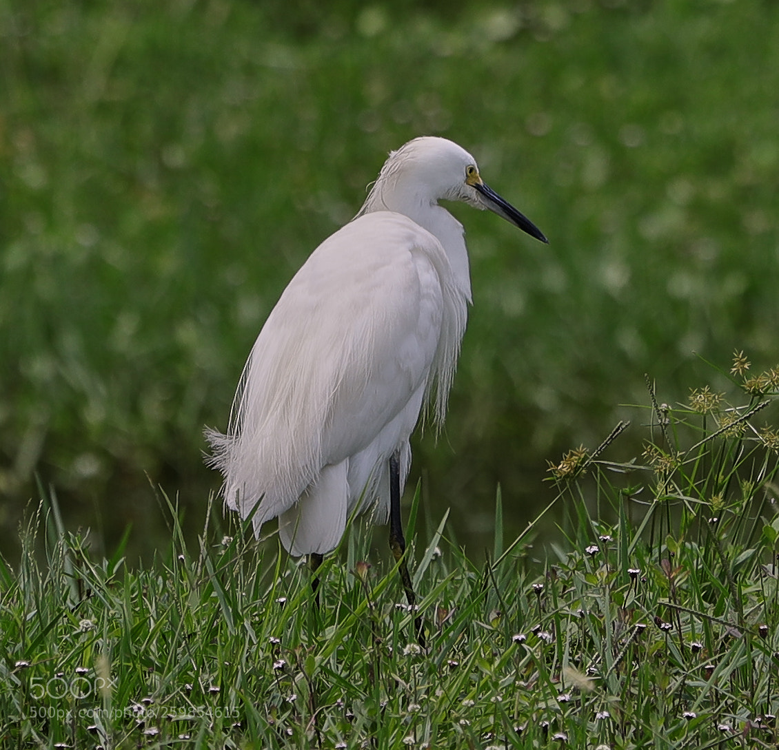 Canon EOS-1D X Mark II sample photo. 05-28-18-0020154.jpg photography