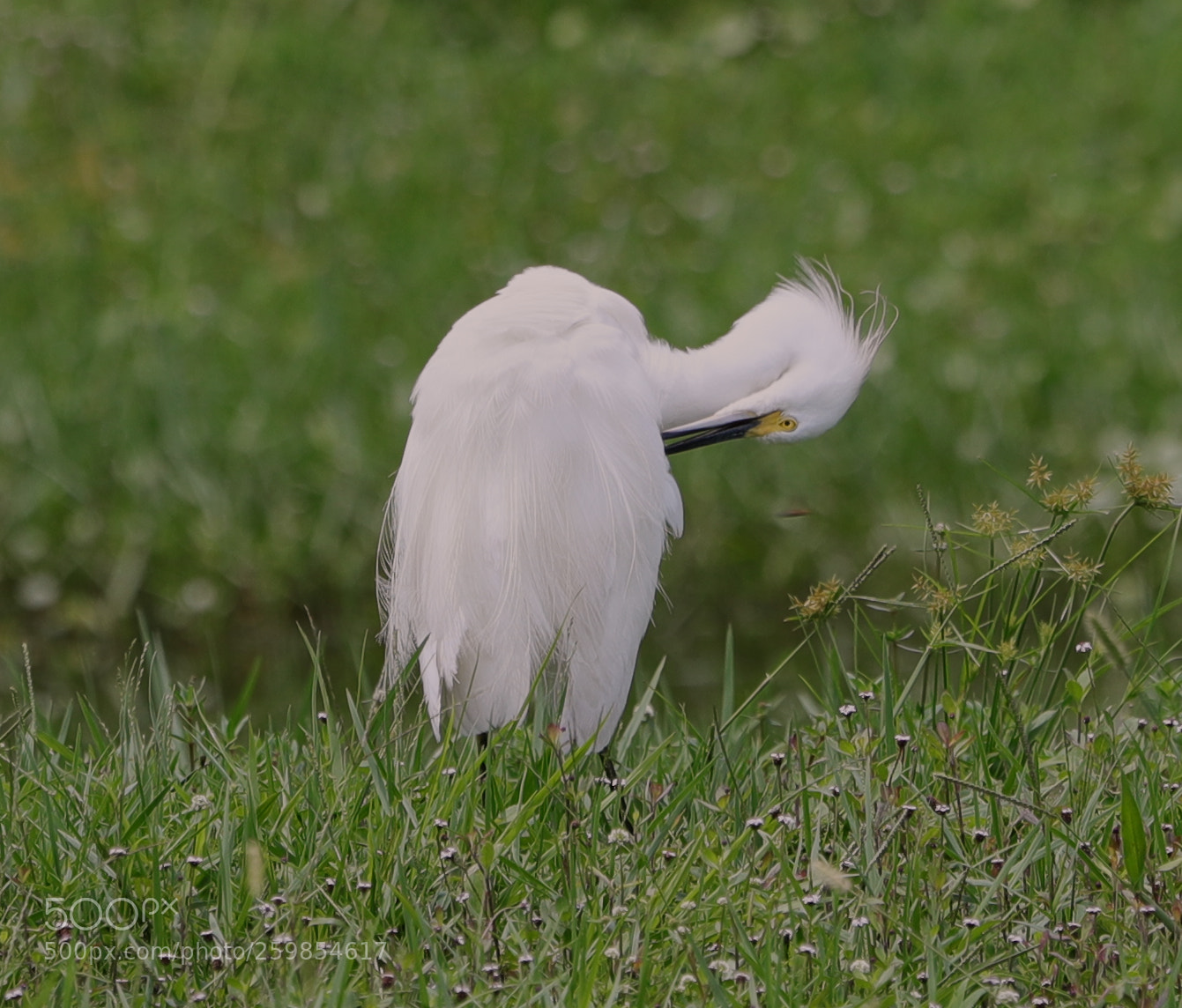 Canon EOS-1D X Mark II sample photo. 05-28-18-0020155.jpg photography