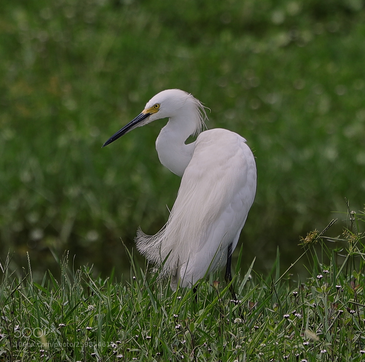 Canon EOS-1D X Mark II sample photo. 05-28-18-0020153.jpg photography