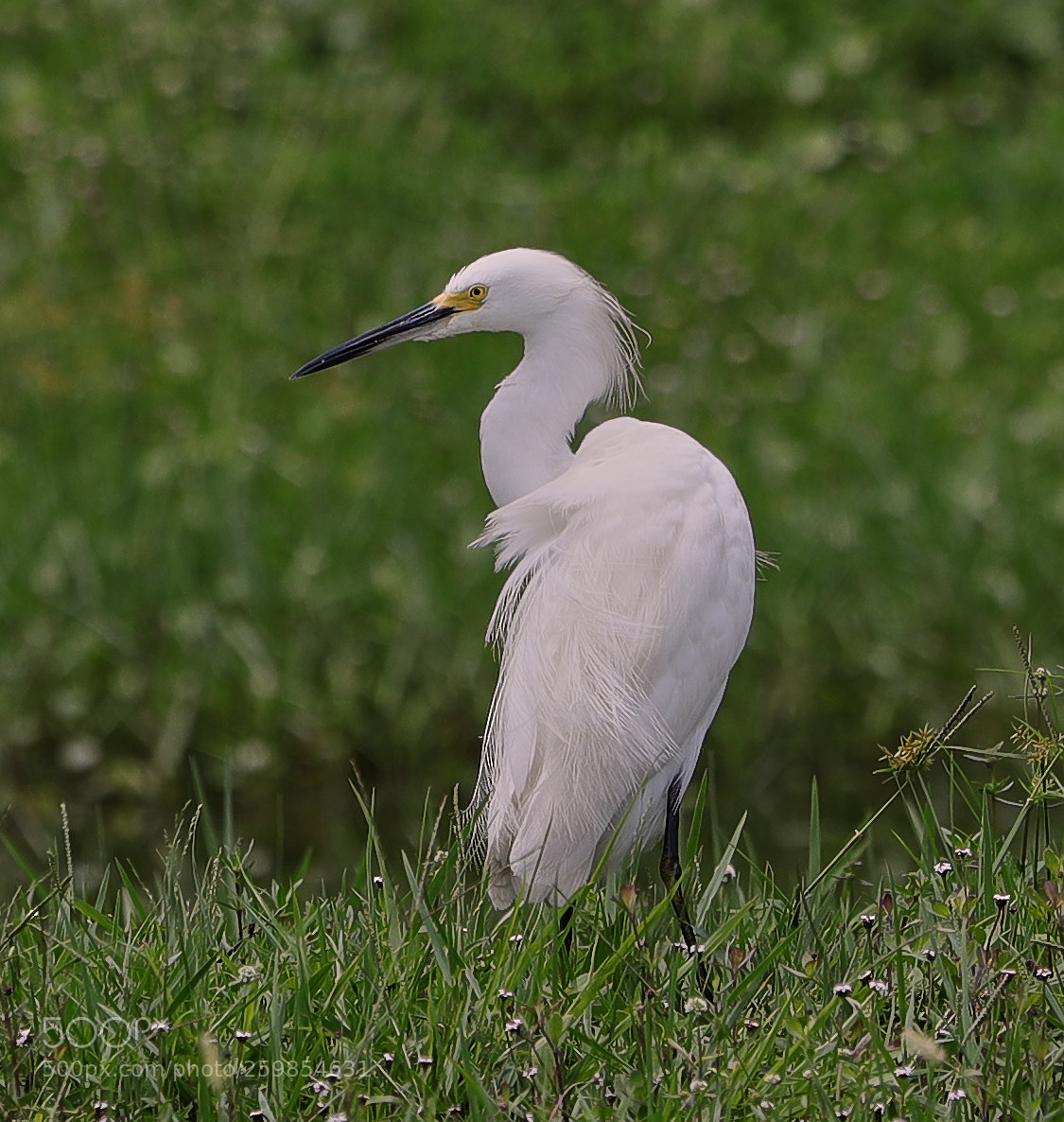 Canon EOS-1D X Mark II sample photo. 05-28-18-0020150.jpg photography