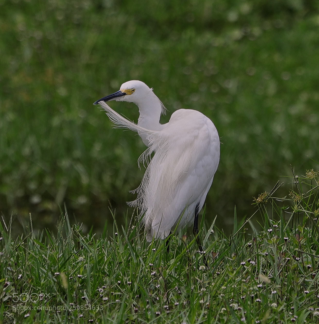 Canon EOS-1D X Mark II sample photo. 05-28-18-0020151.jpg photography