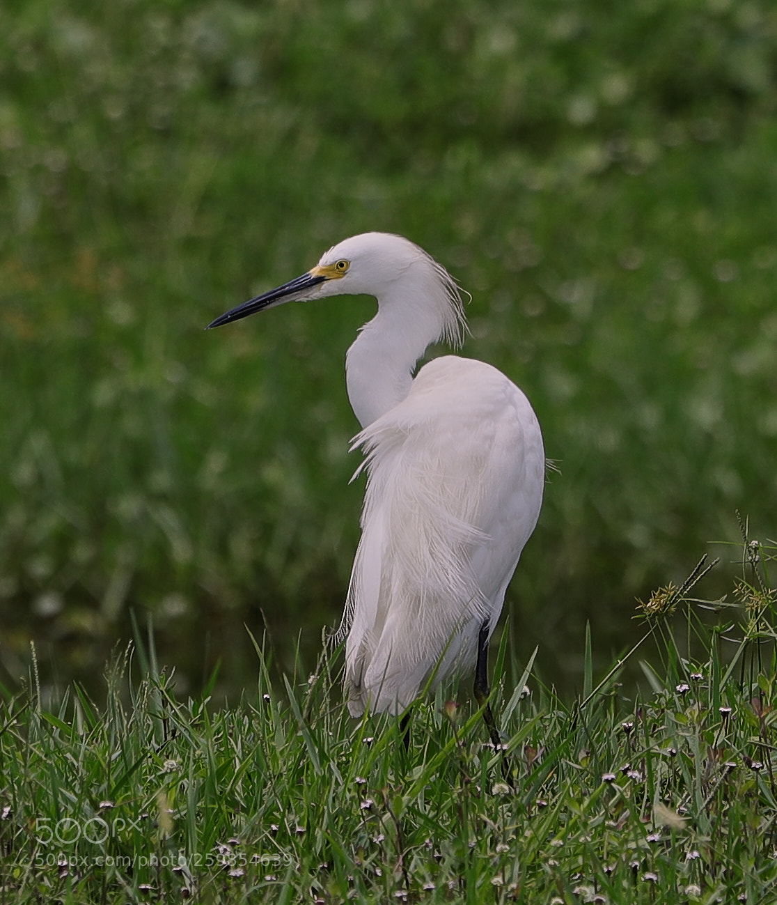 Canon EOS-1D X Mark II sample photo. 05-28-18-0020149.jpg photography