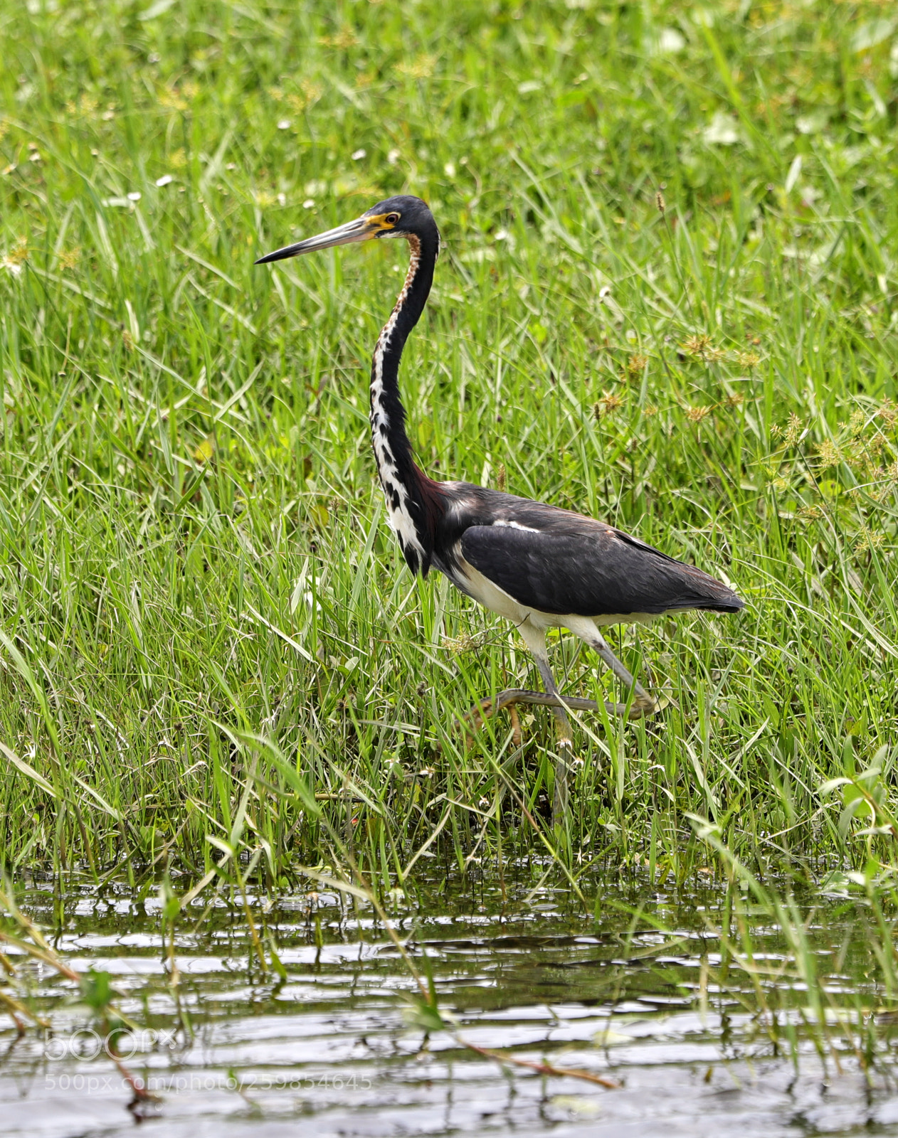 Canon EOS-1D X Mark II sample photo. 05-28-18-0020146.jpg photography