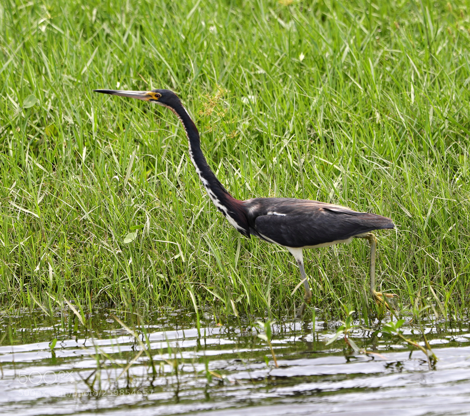 Canon EOS-1D X Mark II sample photo. 05-28-18-0020142.jpg photography