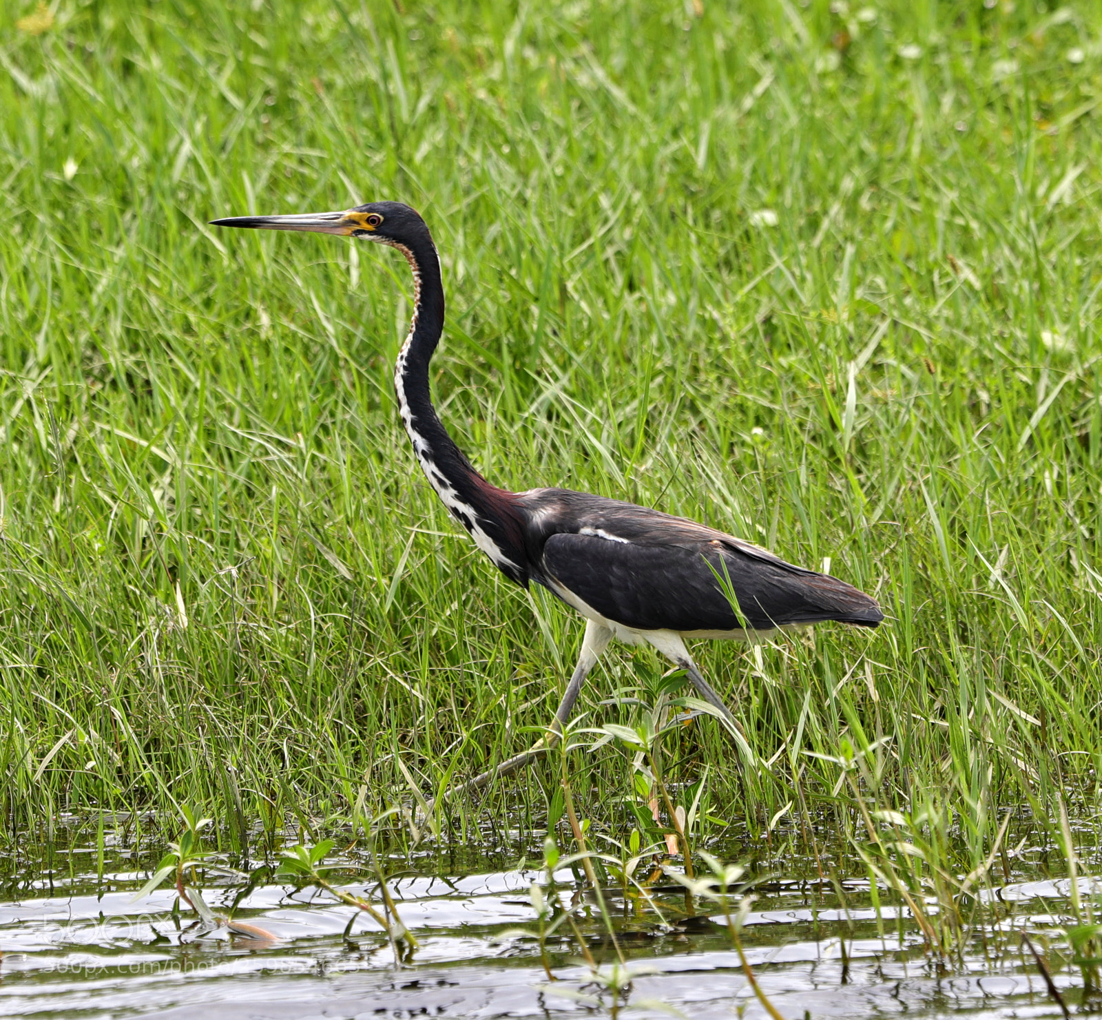 Canon EOS-1D X Mark II sample photo. 05-28-18-0020143.jpg photography