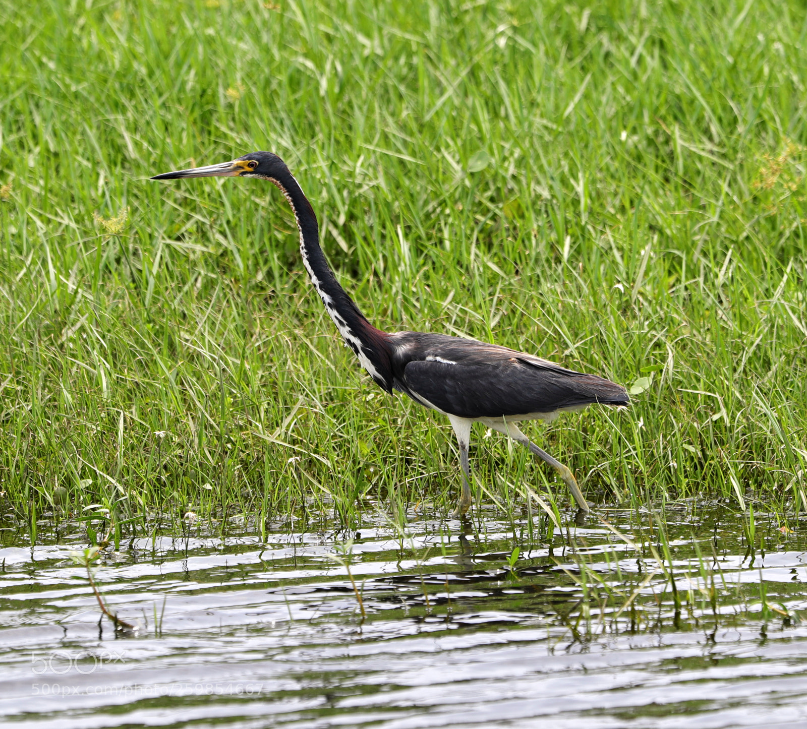 Canon EOS-1D X Mark II sample photo. 05-28-18-0020141.jpg photography